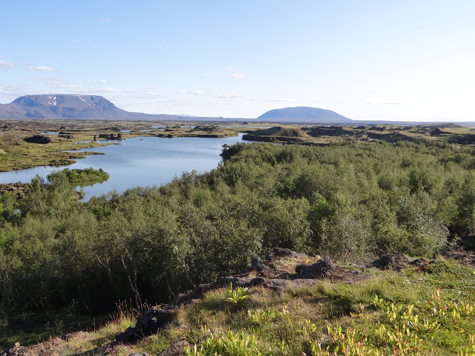 Reforestation en Islande
