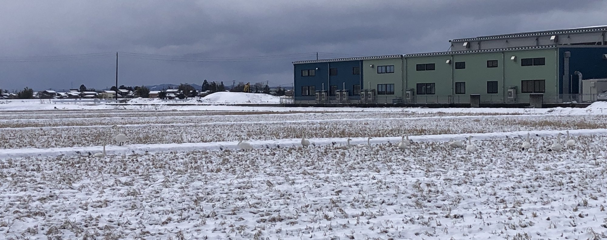 コハクチョウは雪の田んぼで餌を取れる？