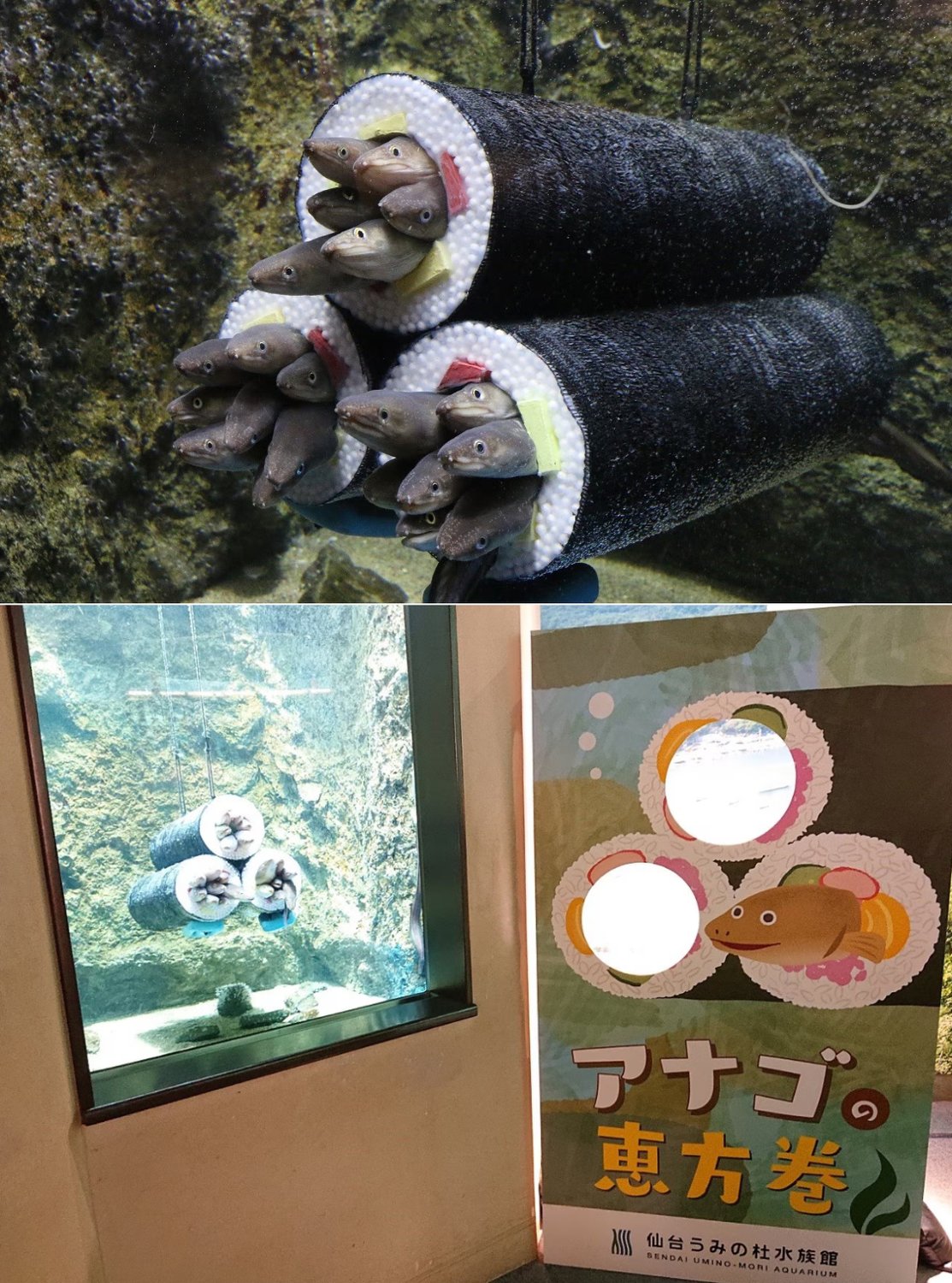 アナゴの恵方巻水槽