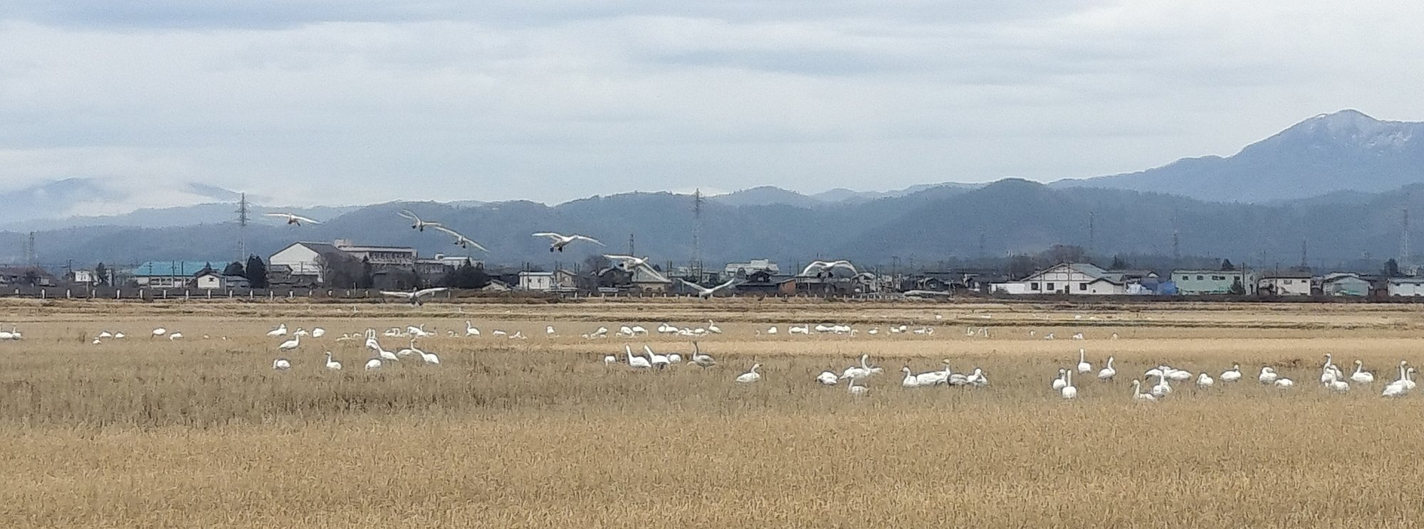 本日昼休みの白鳥