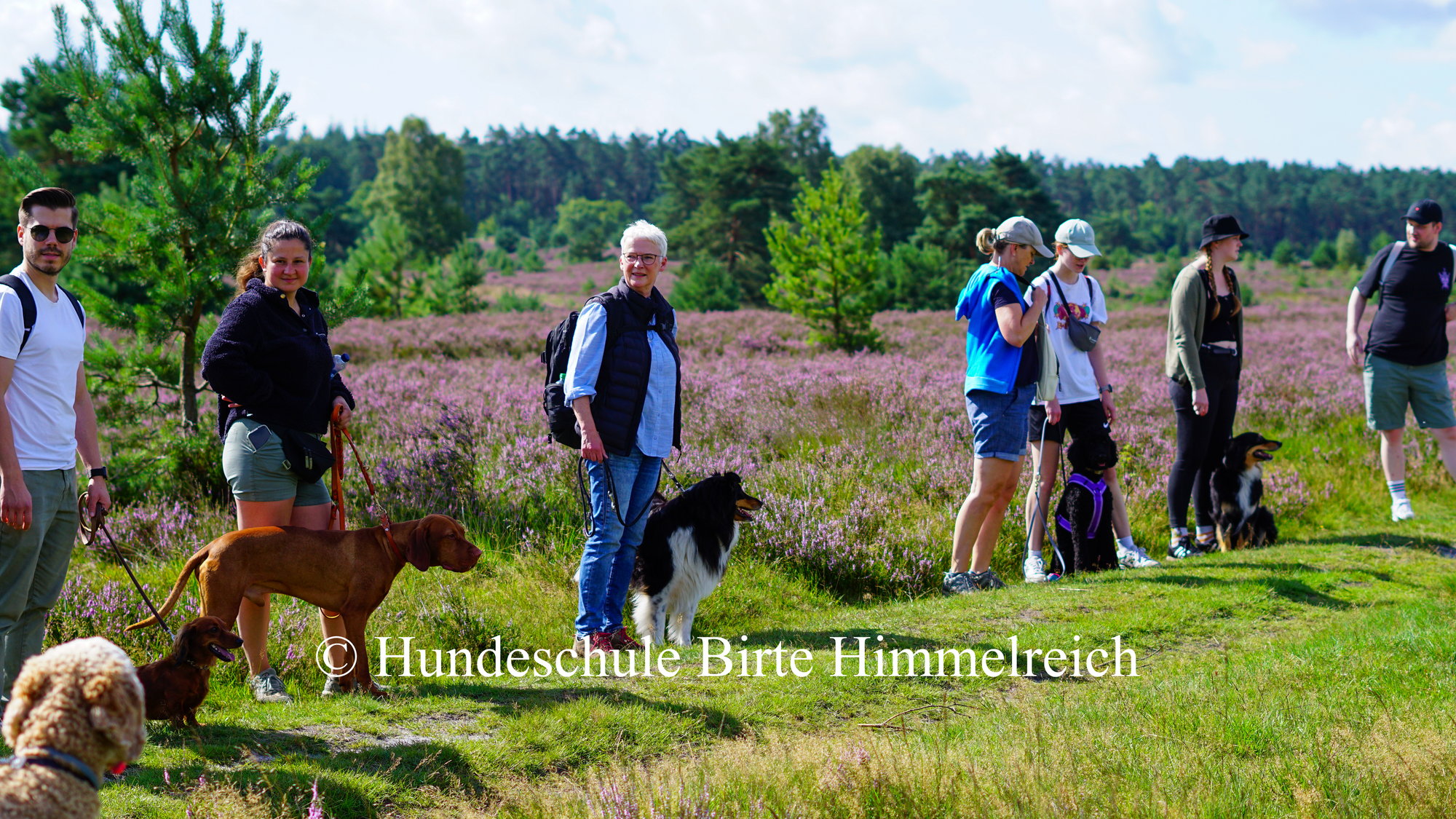 Hundewanderung in der blühenden Lüneburger Heide