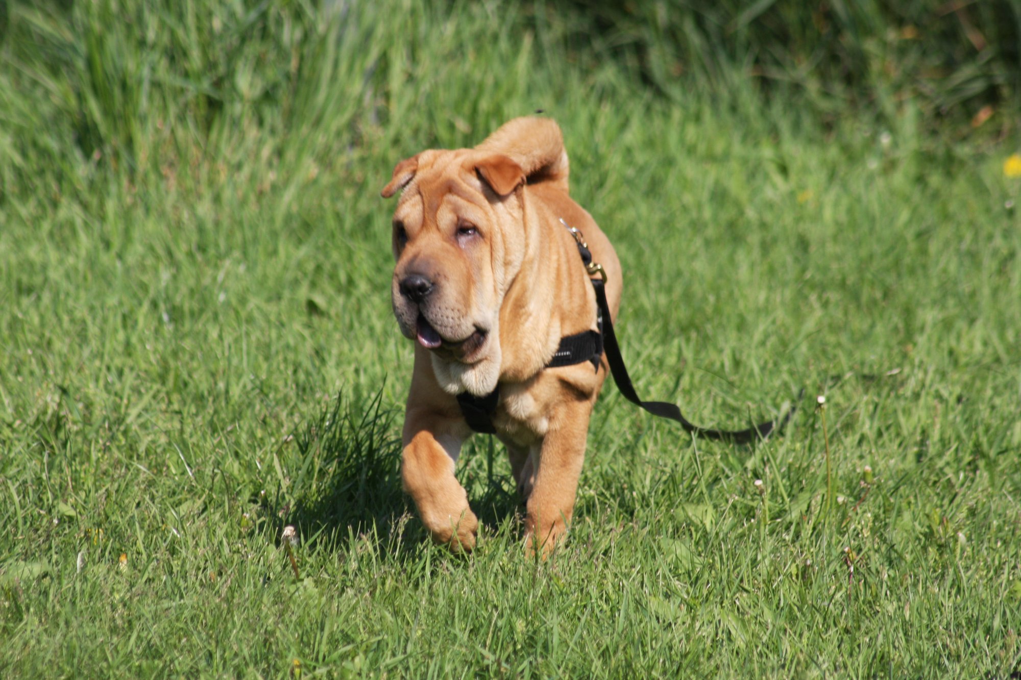 Aktuelle Kurszeiten in der Wiener Hundeschule