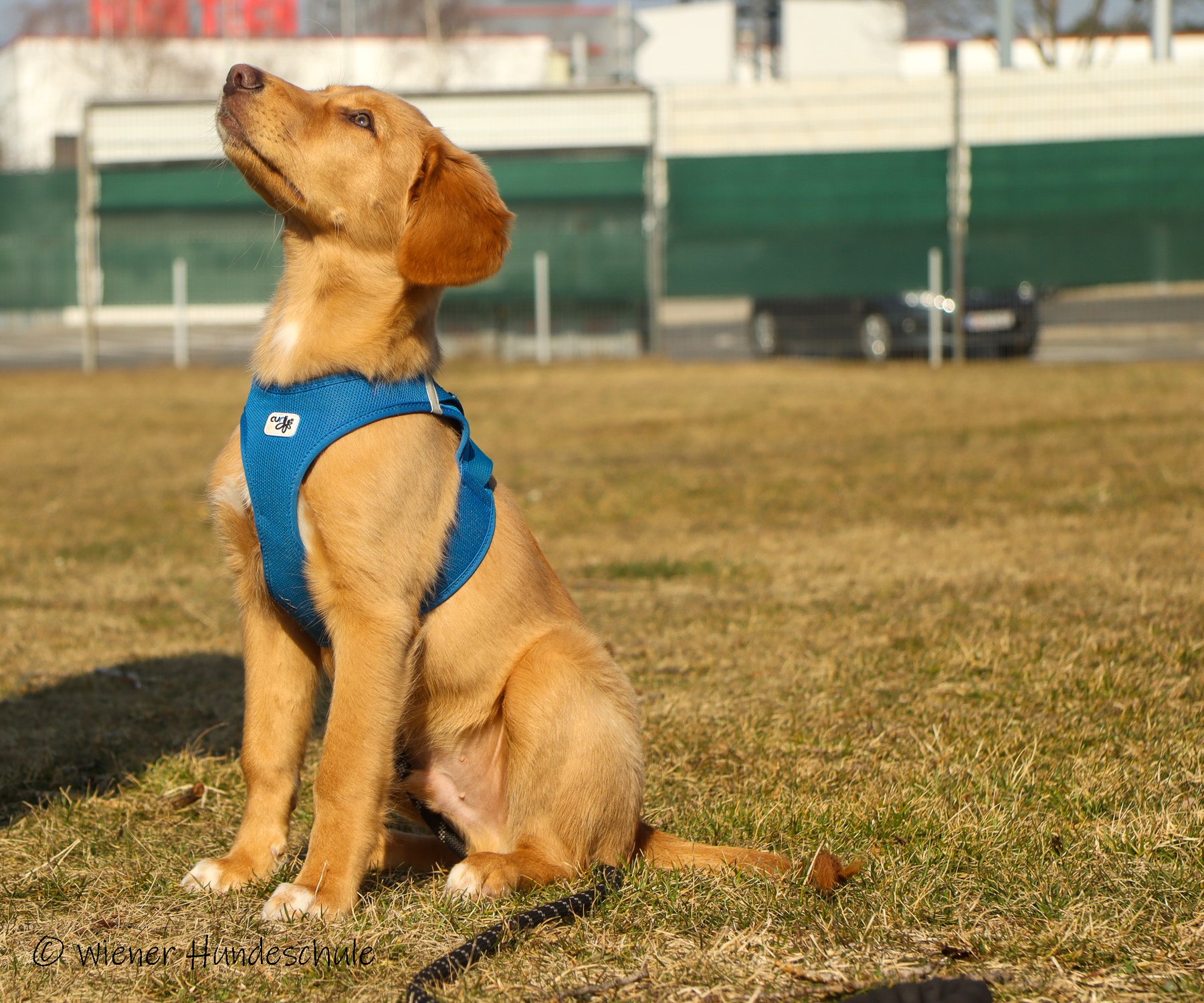 Die Sitzübung Hundeschule Wien