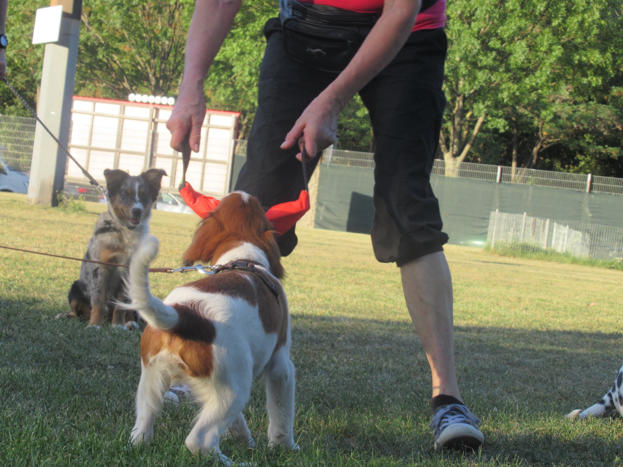 richtig Spielen mit dem Hund Hundeschule Wien