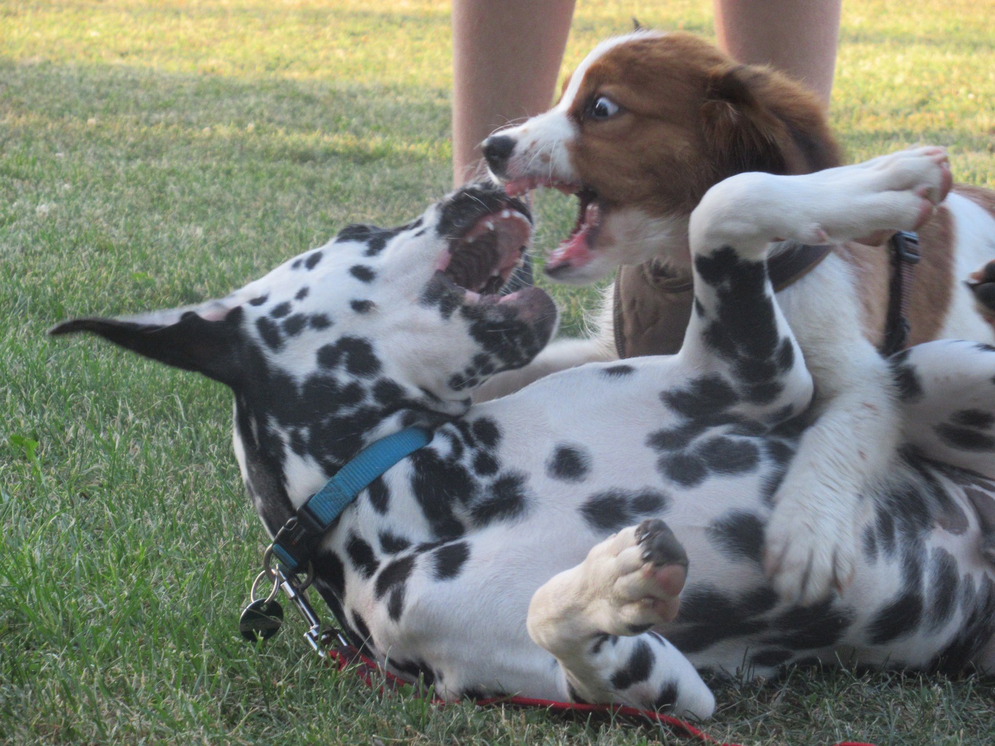 Welpenschule Wien Ablauf