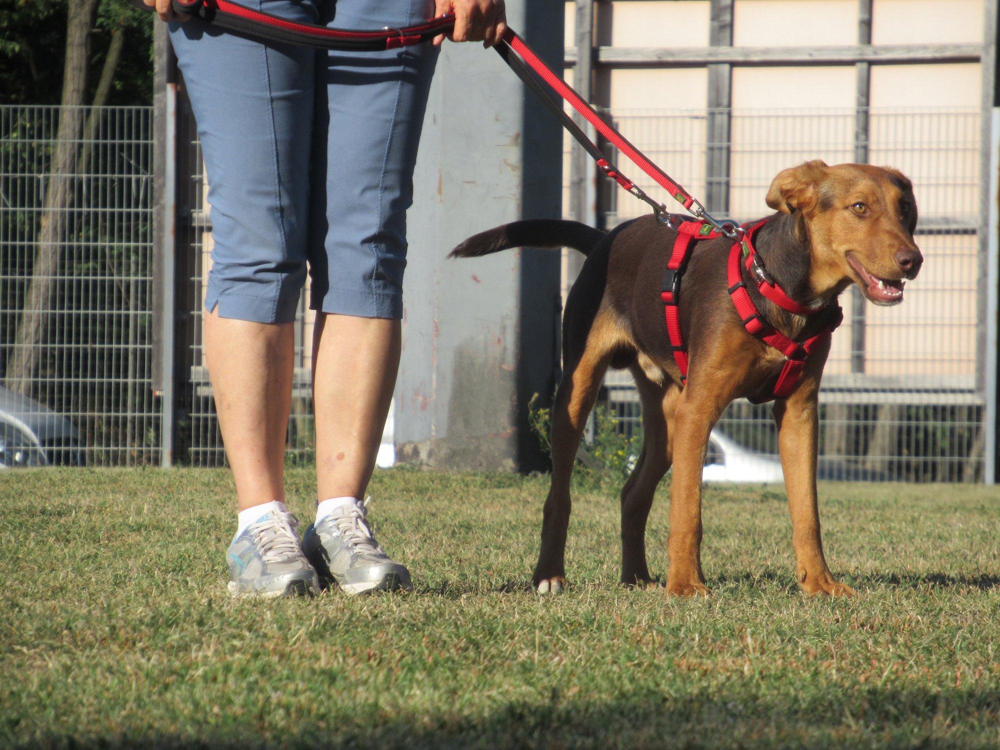 Grundkurs Hundeschule 