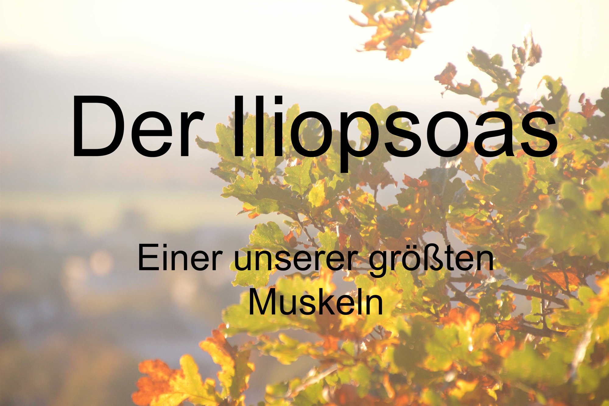 Der Iliopsoas