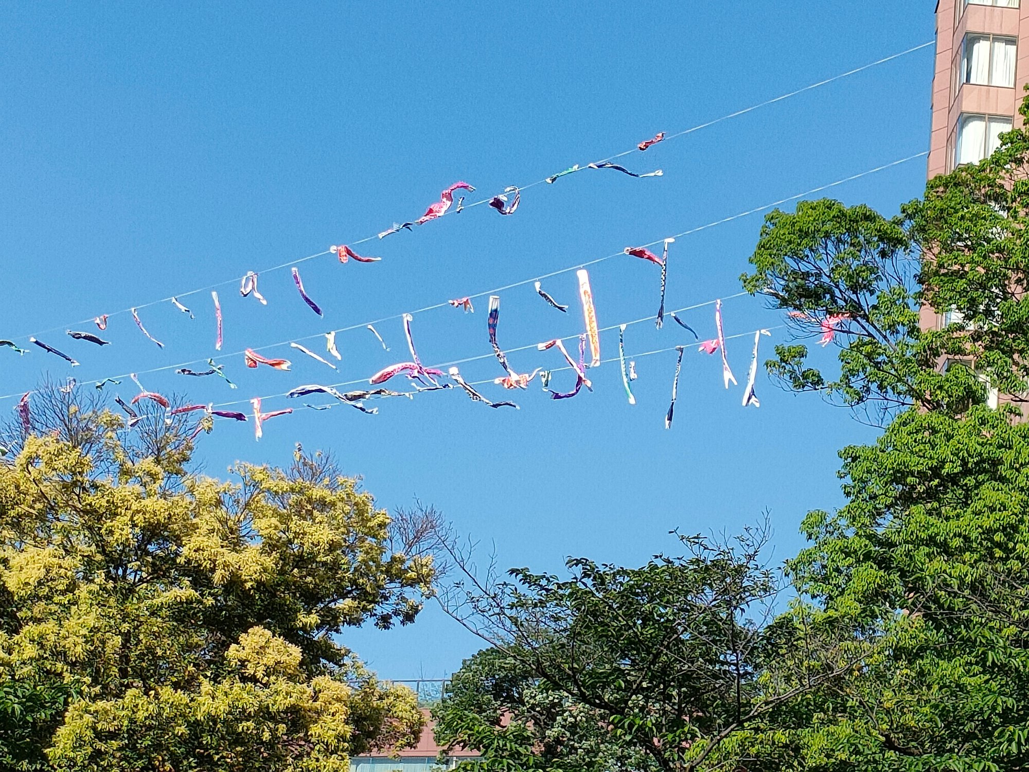日本文化 鯉のぼり100がホテル椿山荘東京に今年初登場！