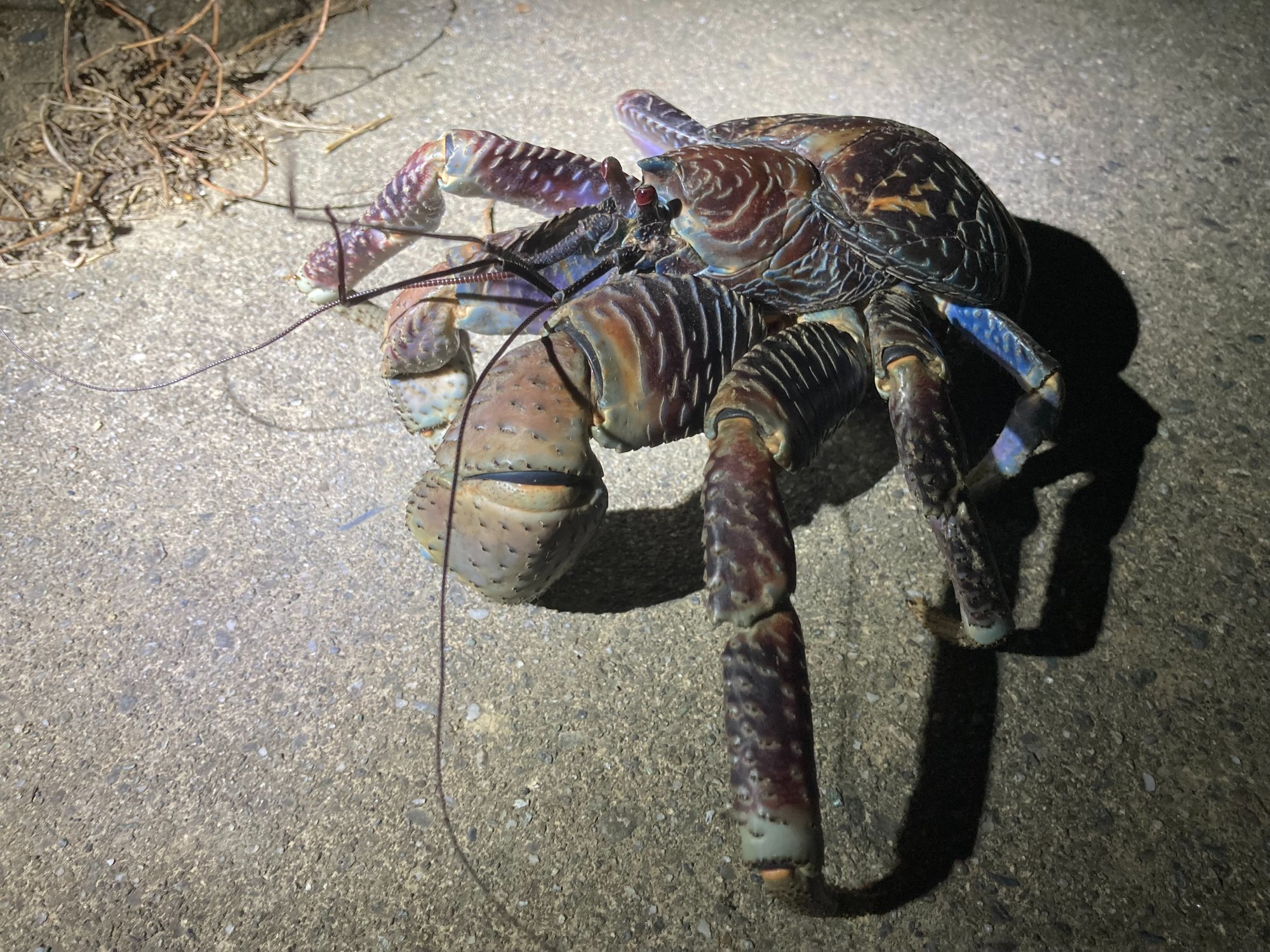 日本情報 日本観光 沖縄県宮古島市大神島のヤシガニ１