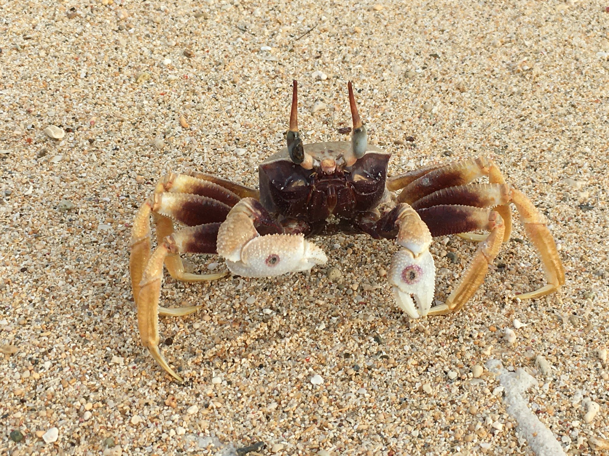 日本情報 日本観光 沖縄県宮古島市大神島のシオマネキ