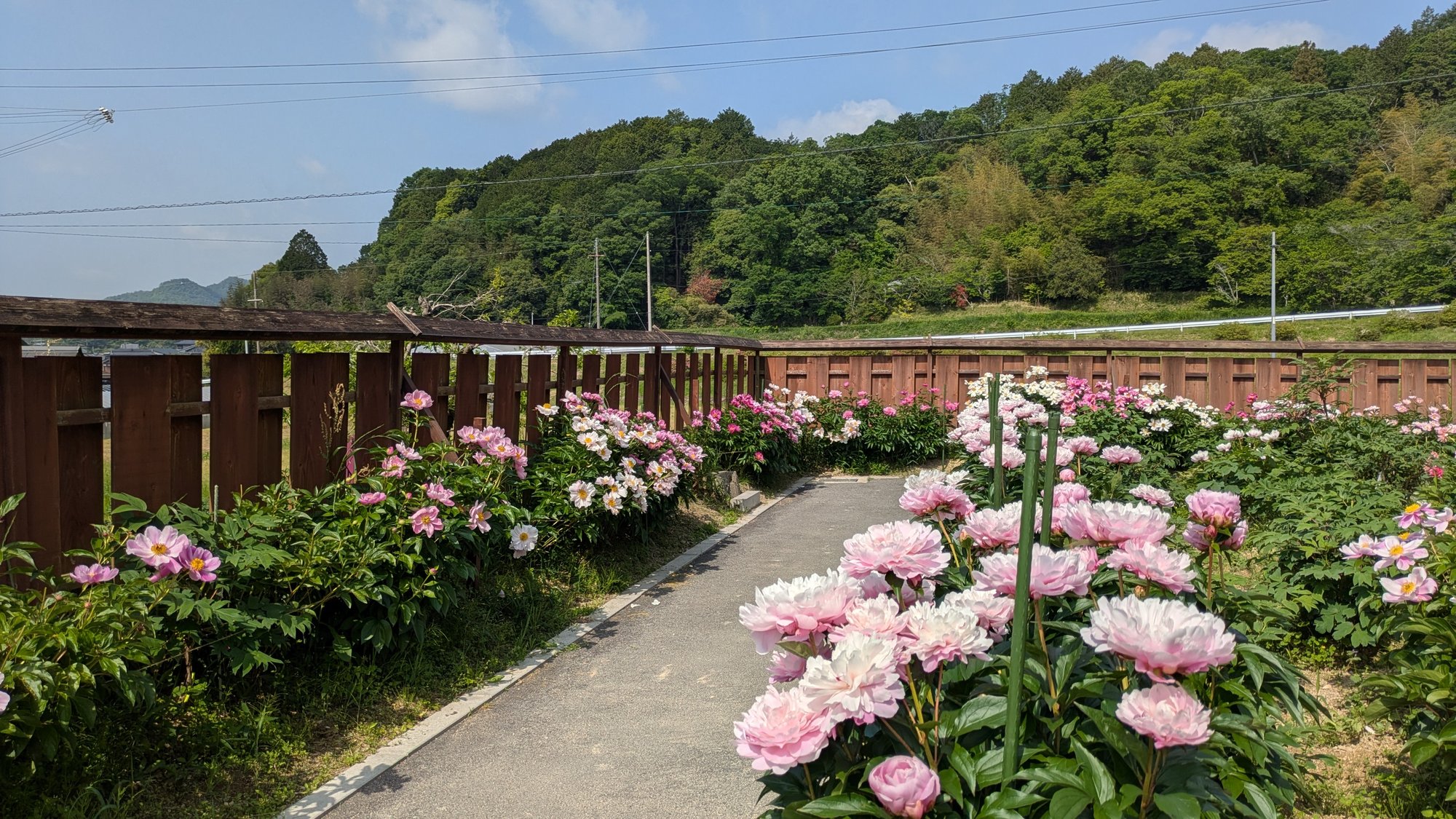 5月20日㈫の開花情報