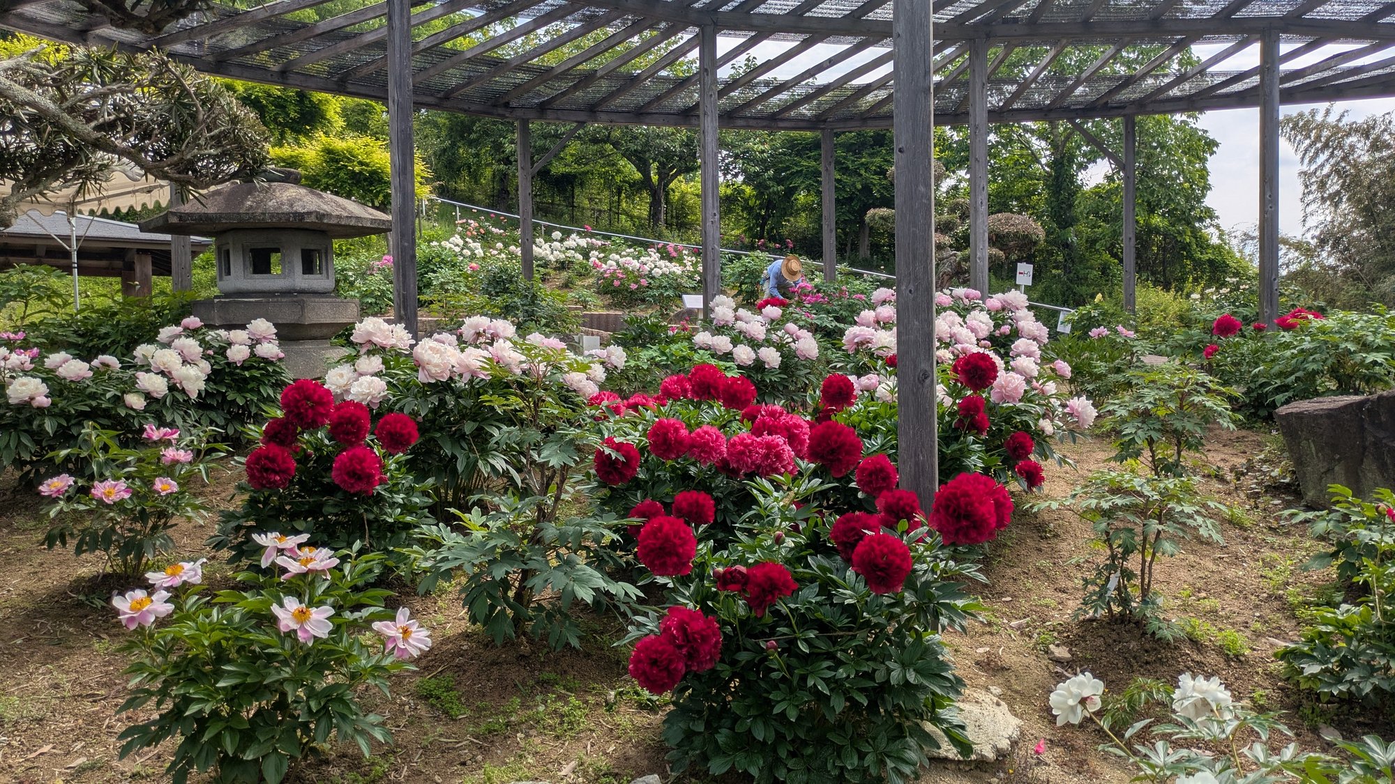 5月18日㈰の開花情報