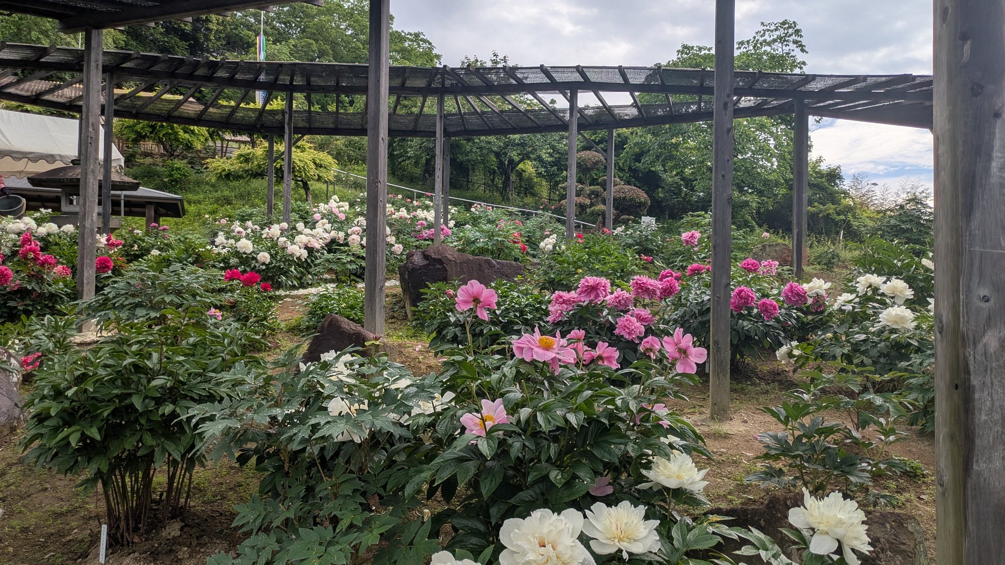 5月22日㈭の開花情報