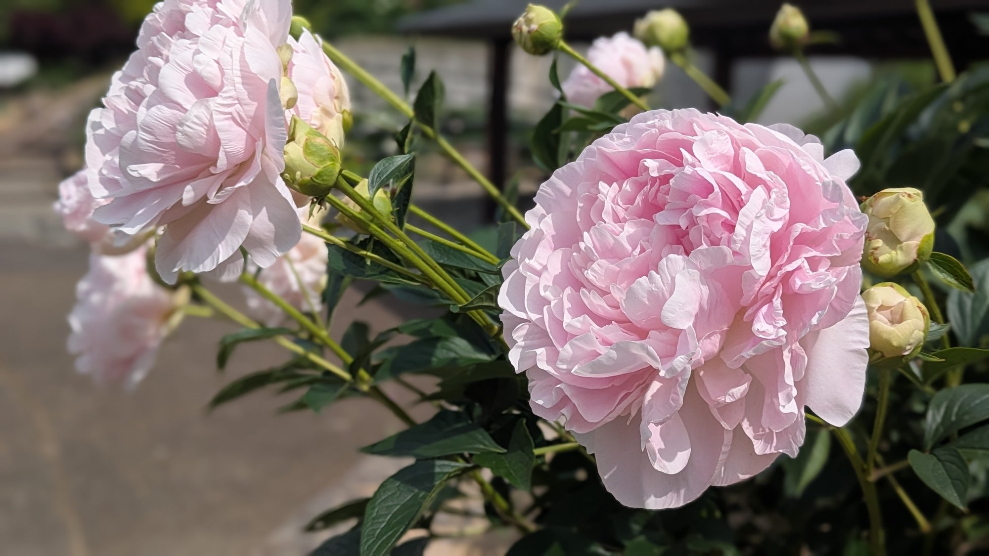5月23日㈮の開花情報