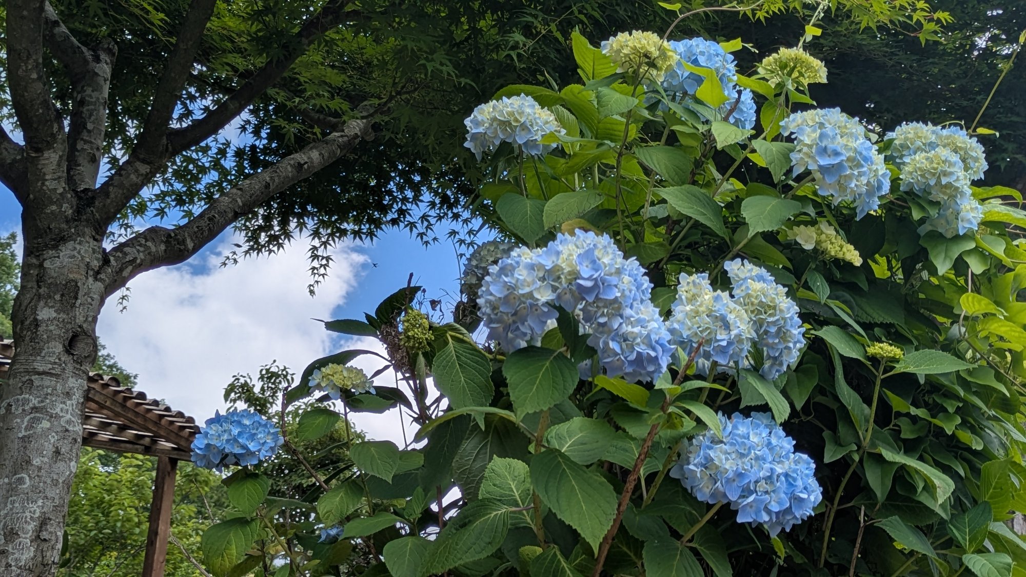 あじさいの便り