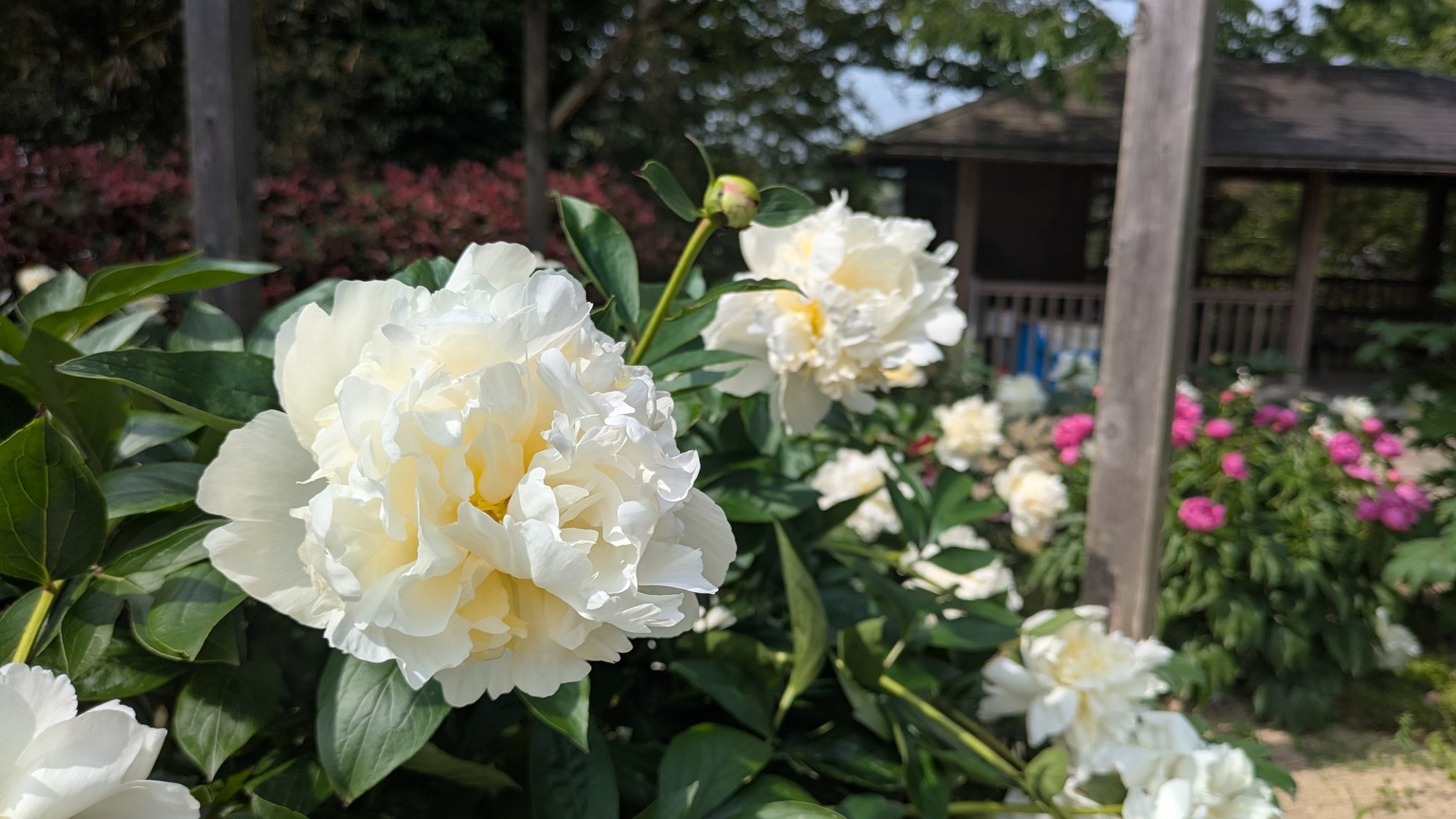 5月25日㈰開園最終日の開花情報