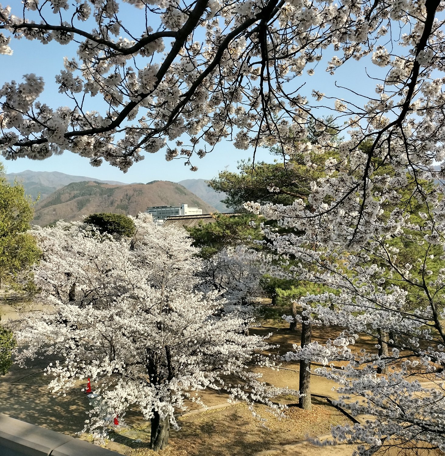 おっと、春ではないですか