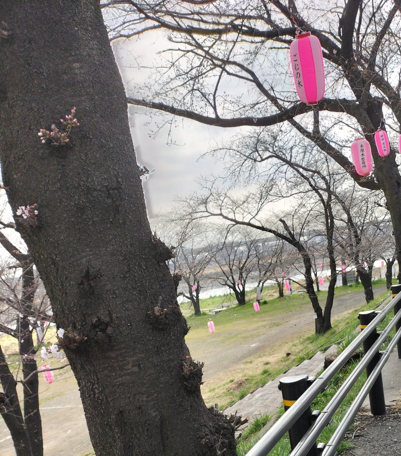 挑戦状?!を頂きました！　ついでに桜　笑