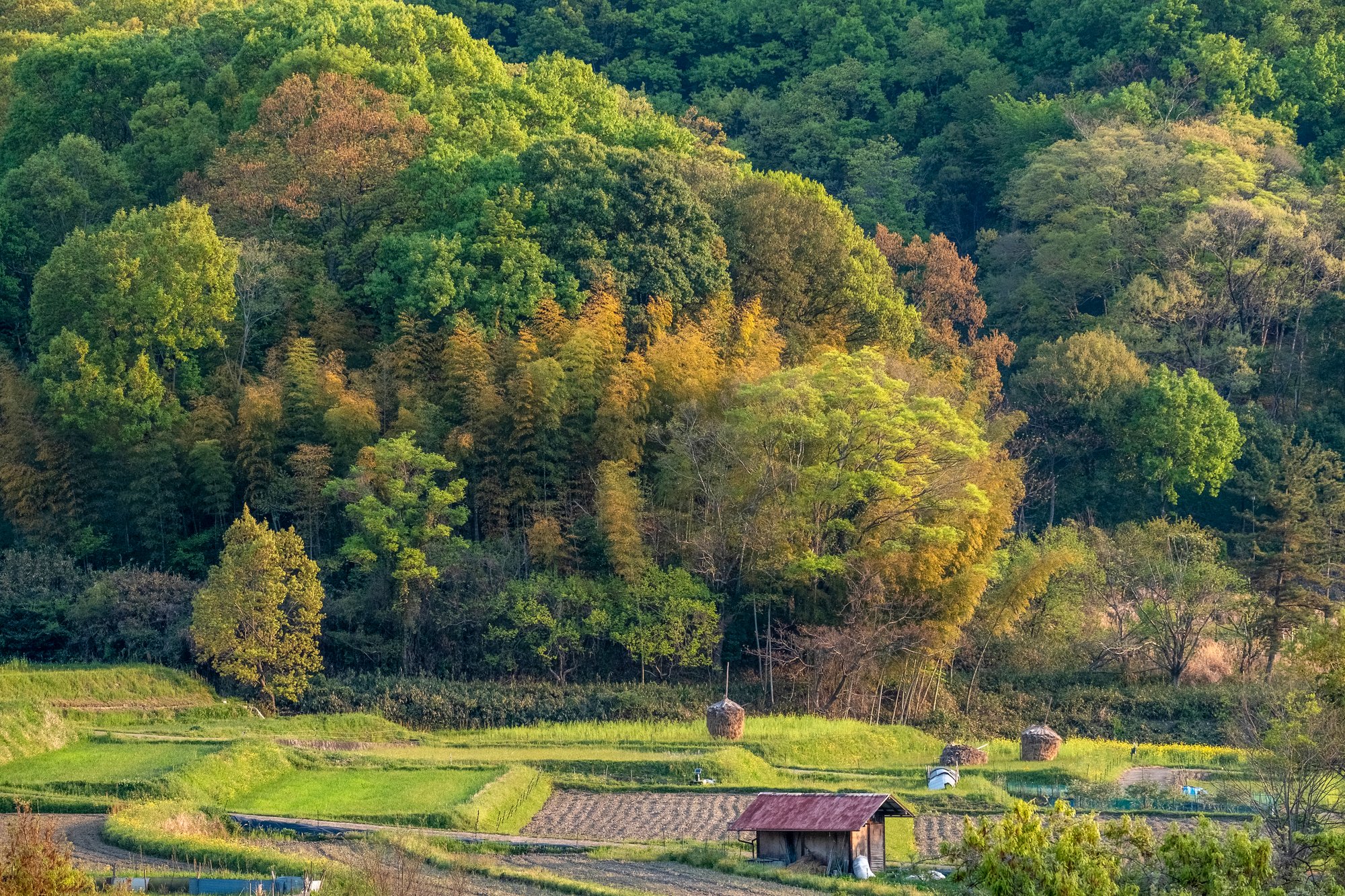 第46回「明日香路を写そう写真コンクール」入賞作品決定
