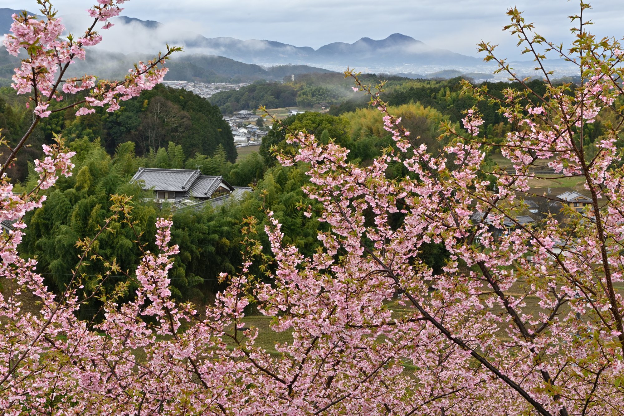第45回「明日香路を写そう写真コンクール」入賞作品決定