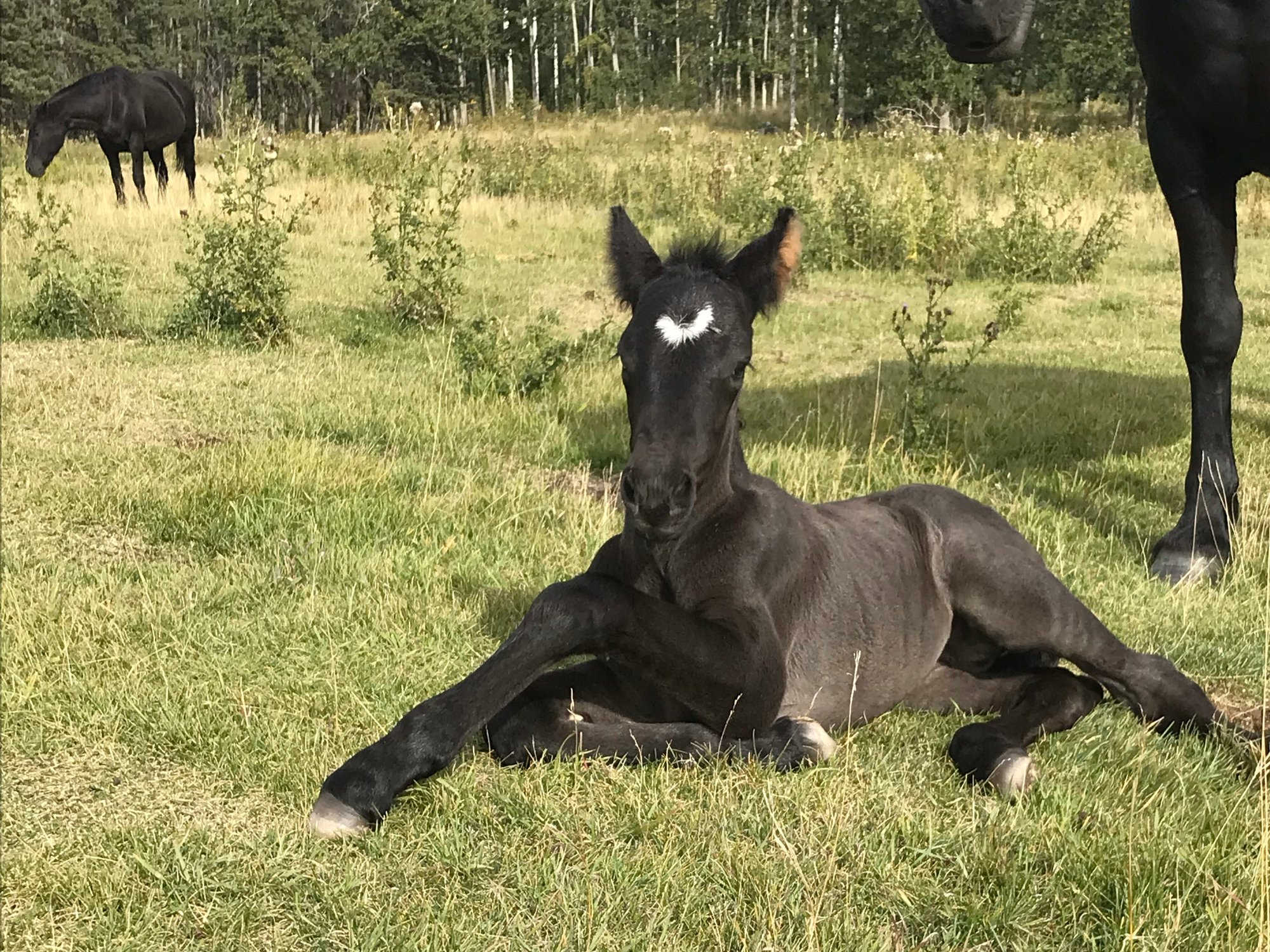 Feeding Program for Our Broodmares and Foals