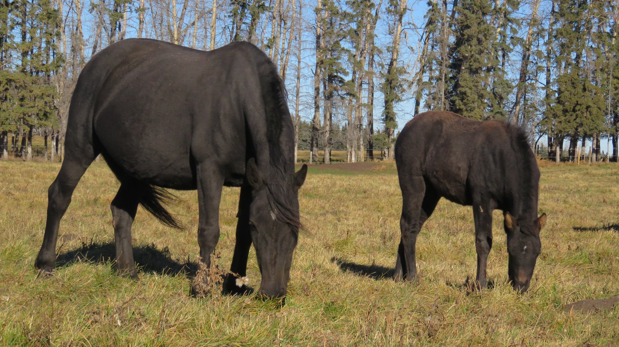 Canadian Horses @ CANADIAN HAY RANCH