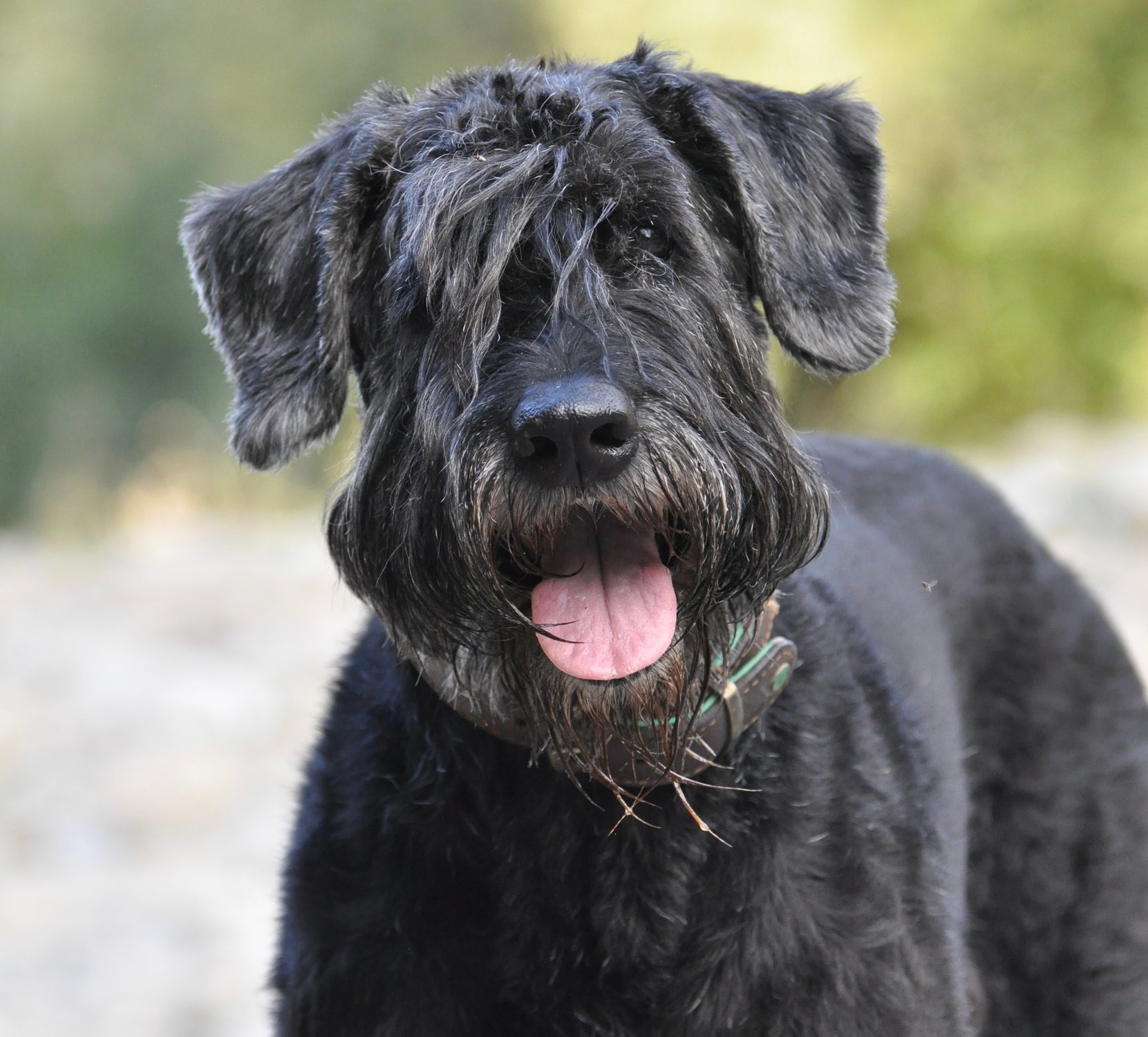 Shuna die Krawallmaus