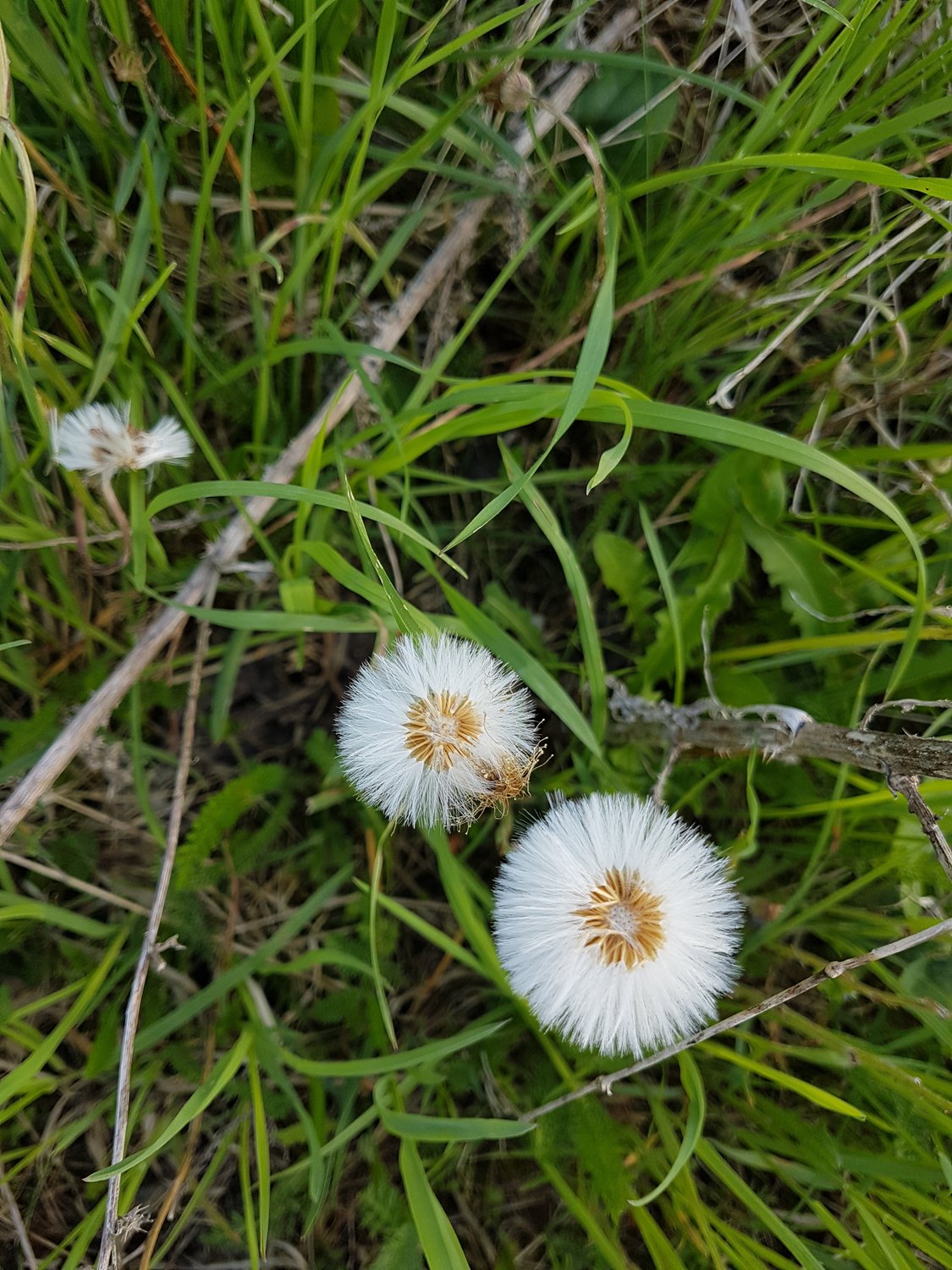 Der verlorene Zwilling