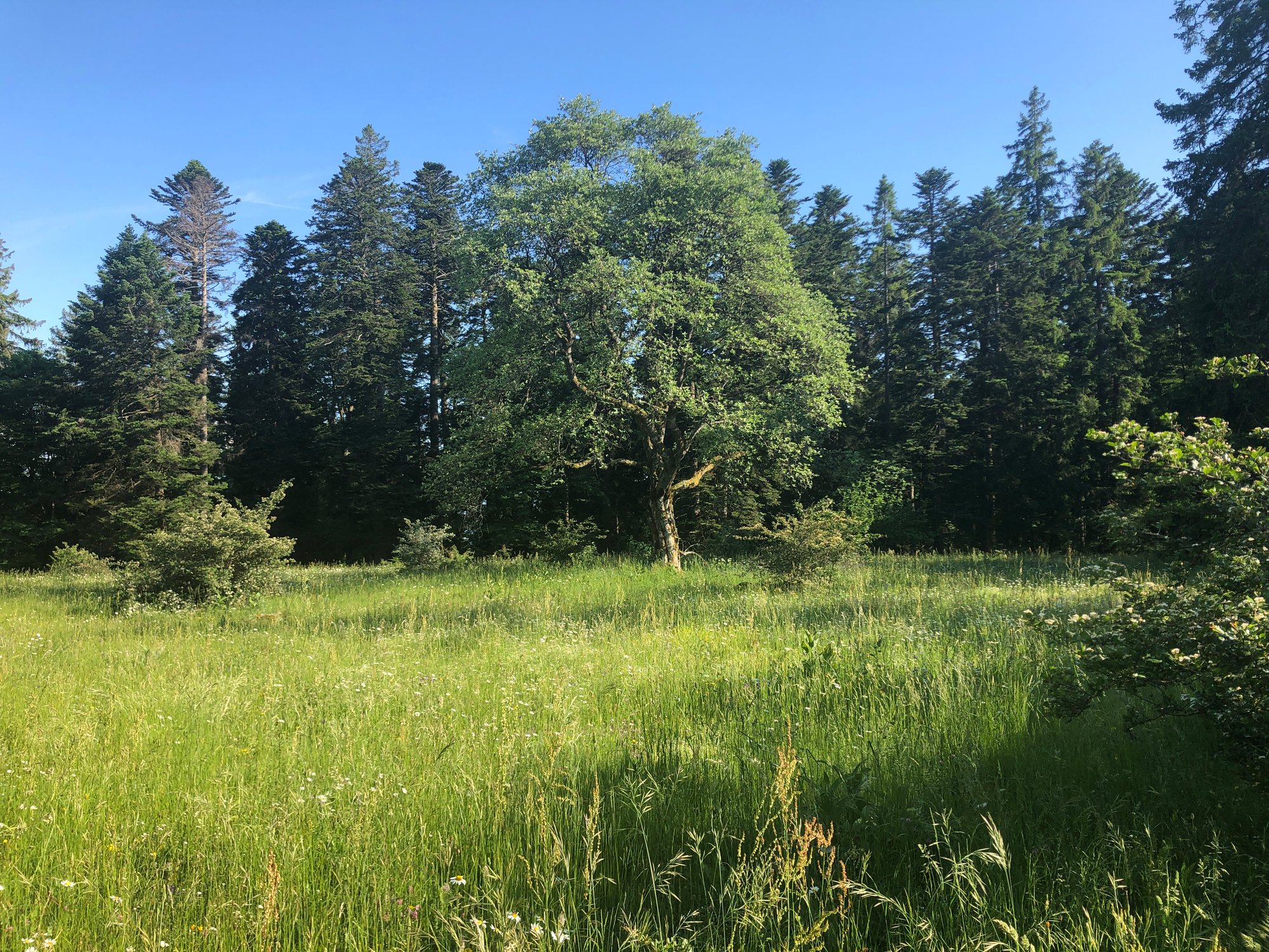 Initiation complète à la CNV - stage estival de découverte de la Communication NonViolente - en nature