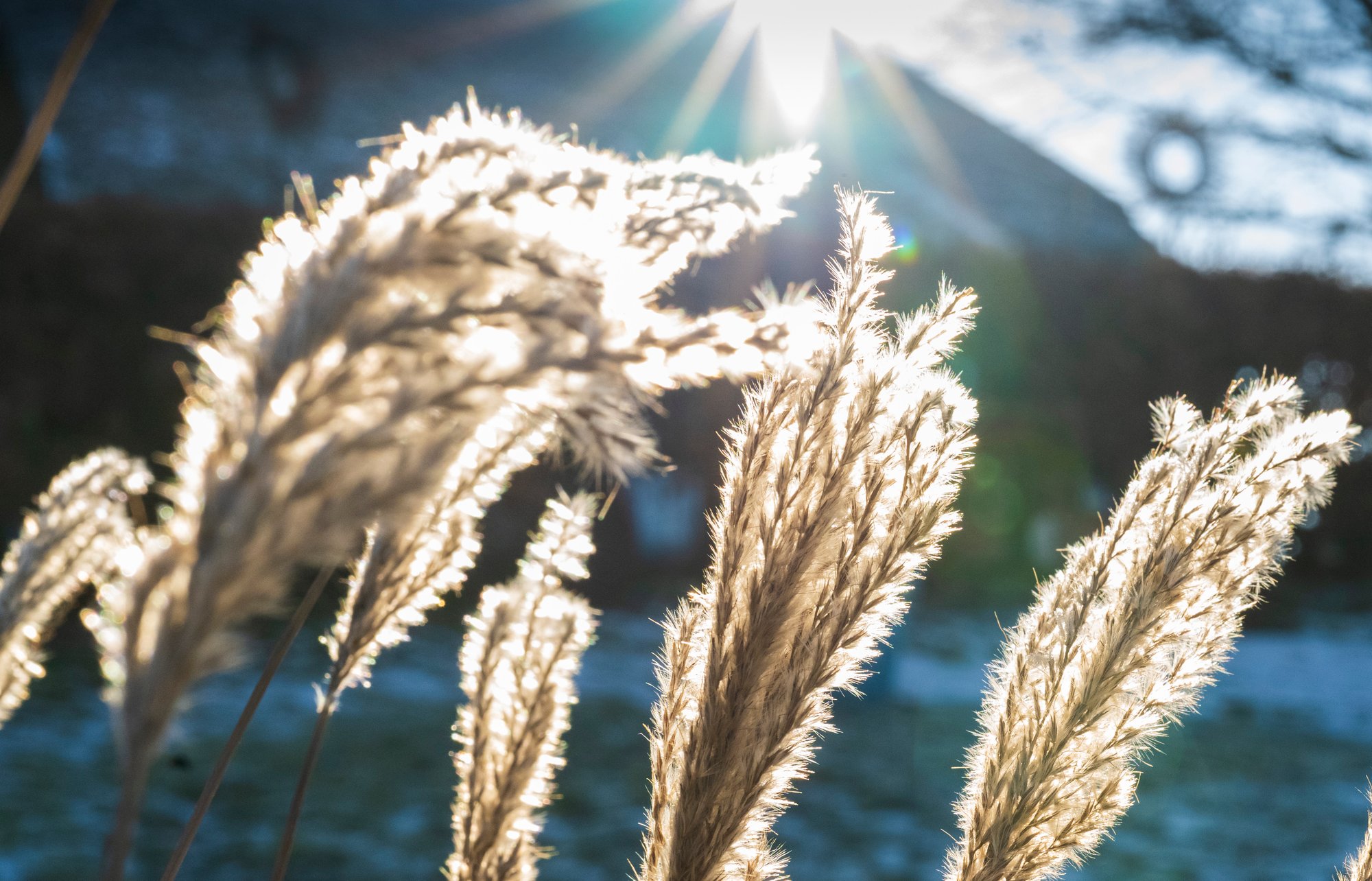 Grosse Nikkor Z 50 mm 1:1,2 S Liebe