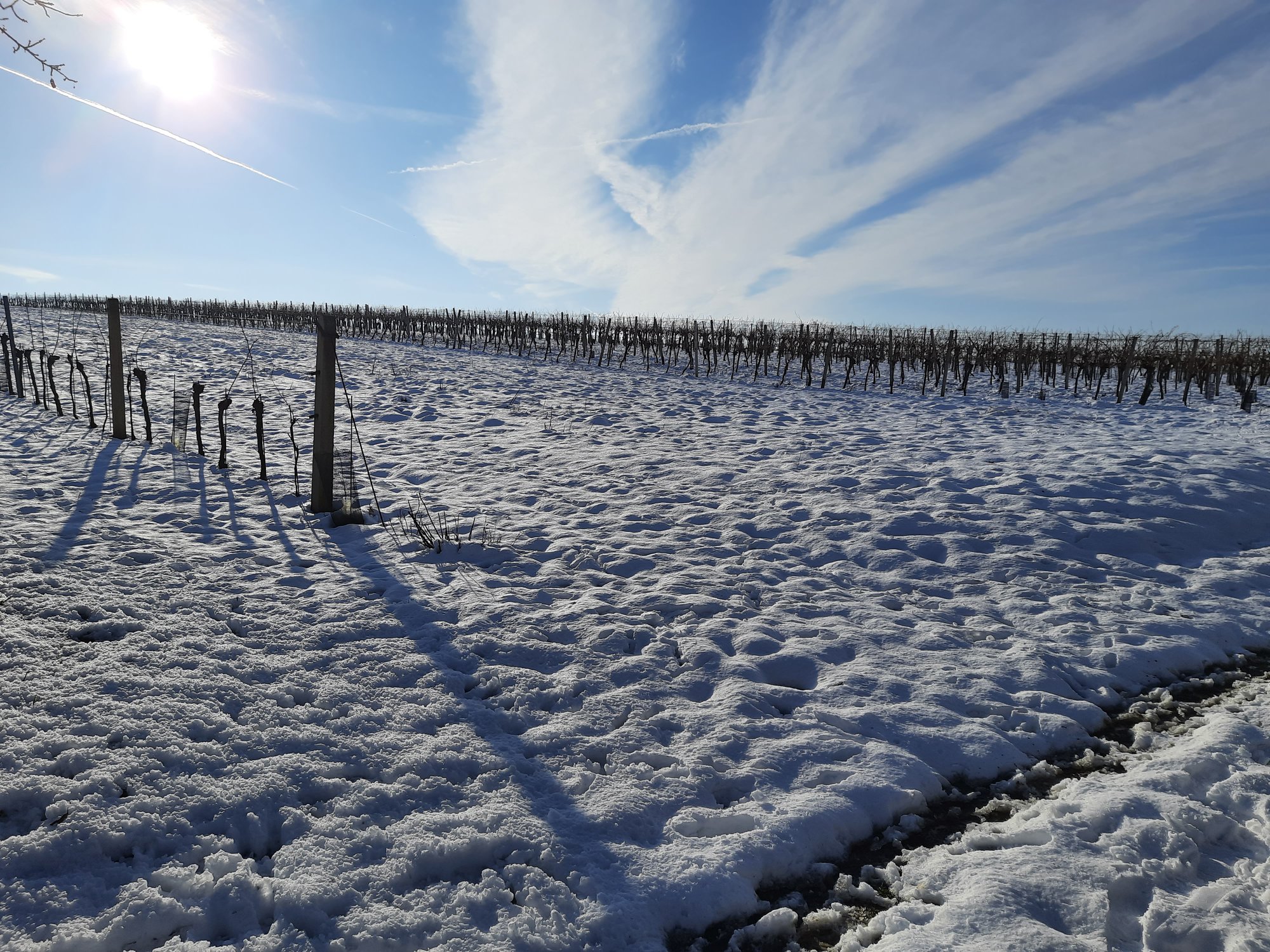 Buridans Esel und die Herausforderungen  der Entscheidungsfindung