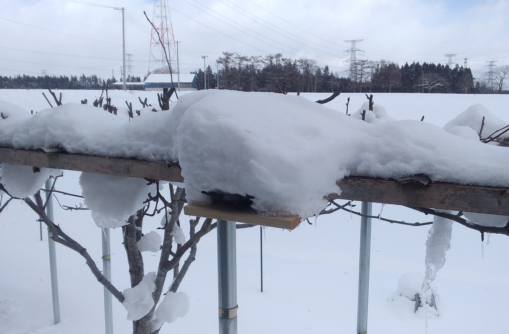 スズメのエサ台