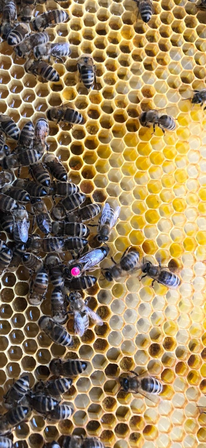 Das Bienenjahr 2024: Meine Erfahrungen und Herausforderungen