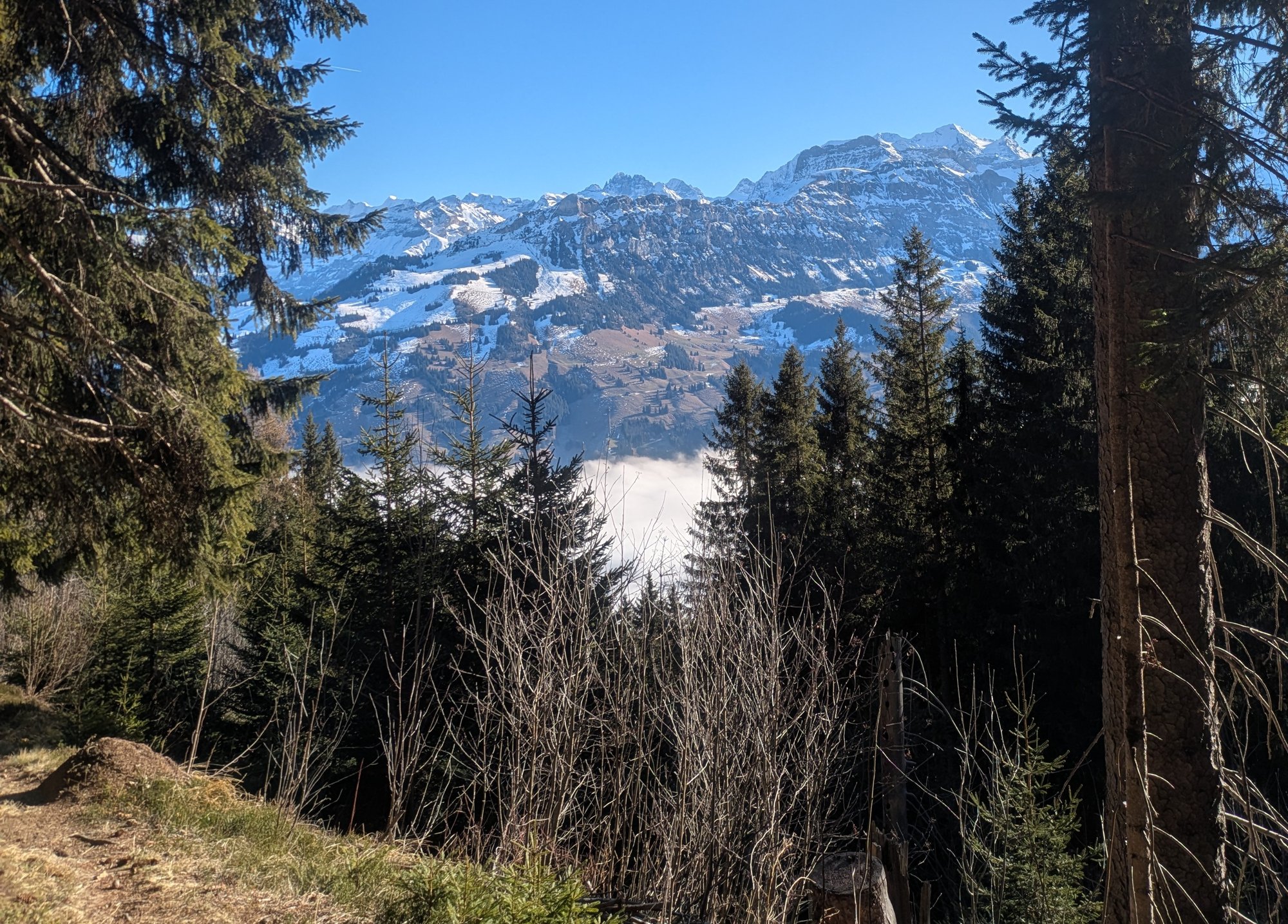 Regionaler Waldplan Alpen