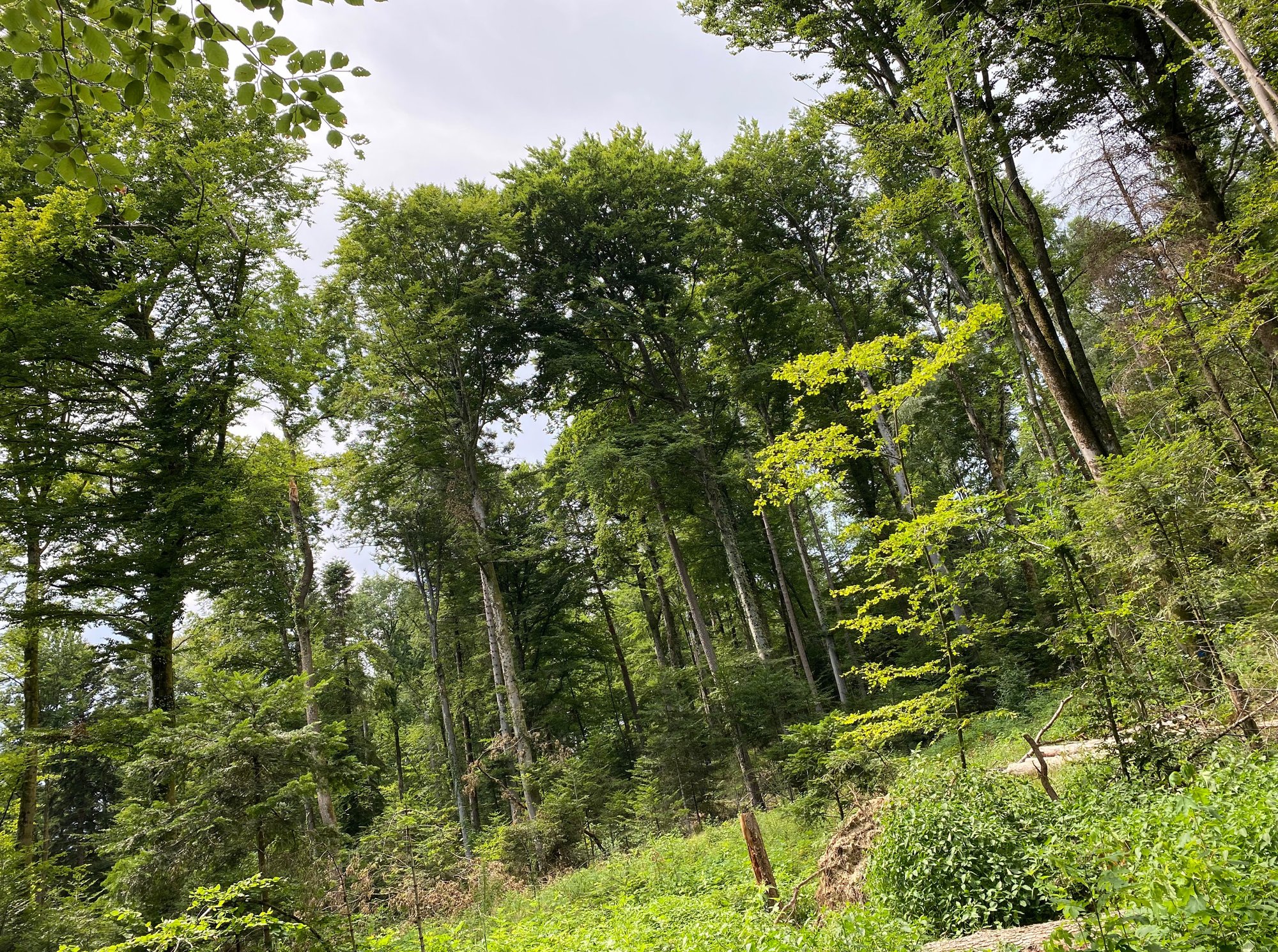 Erfolgreicher Wald-Event