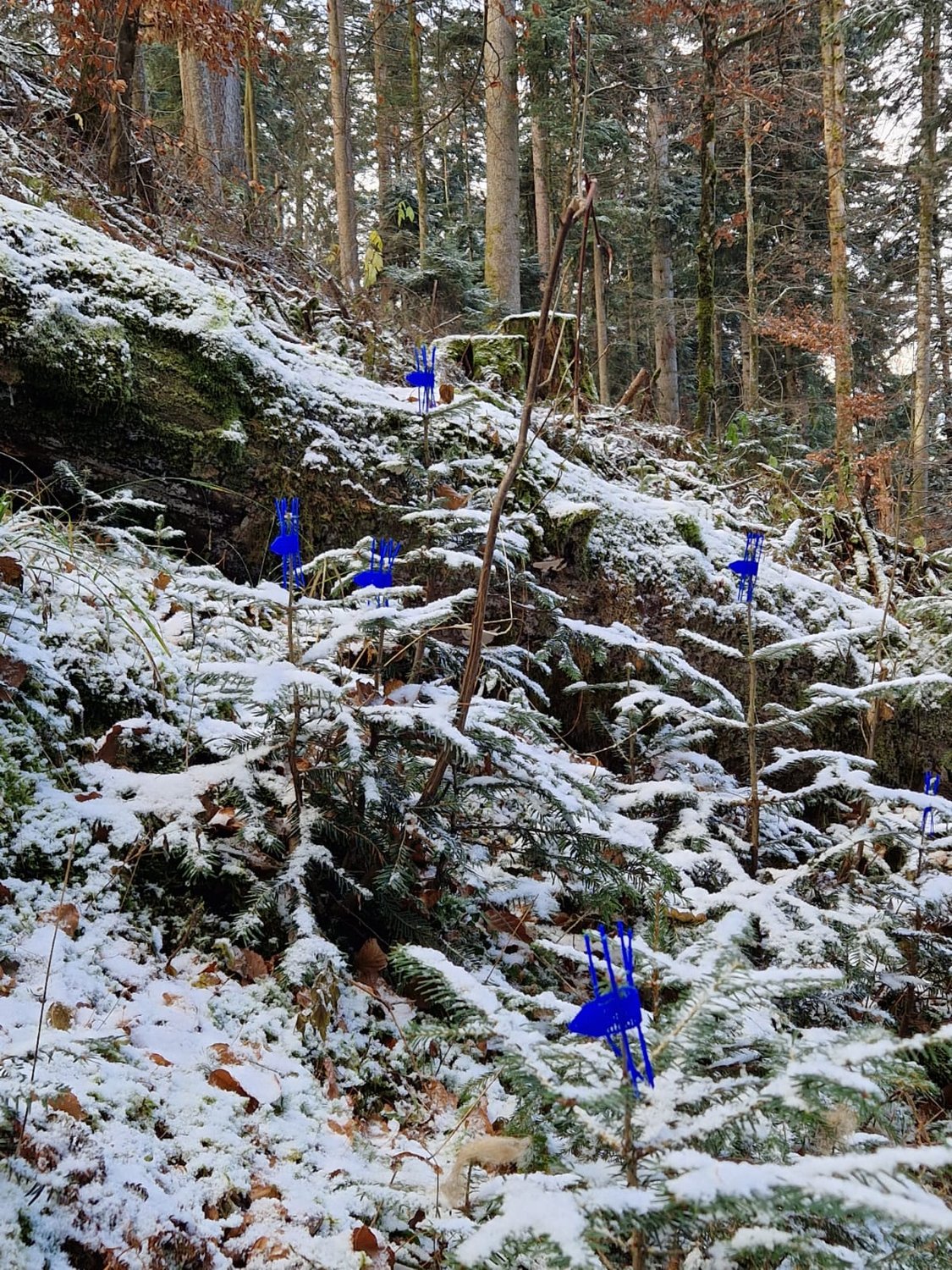 Wald-Wild-Lebensraumstrategie: Ein Schritt in die richtige Richtung