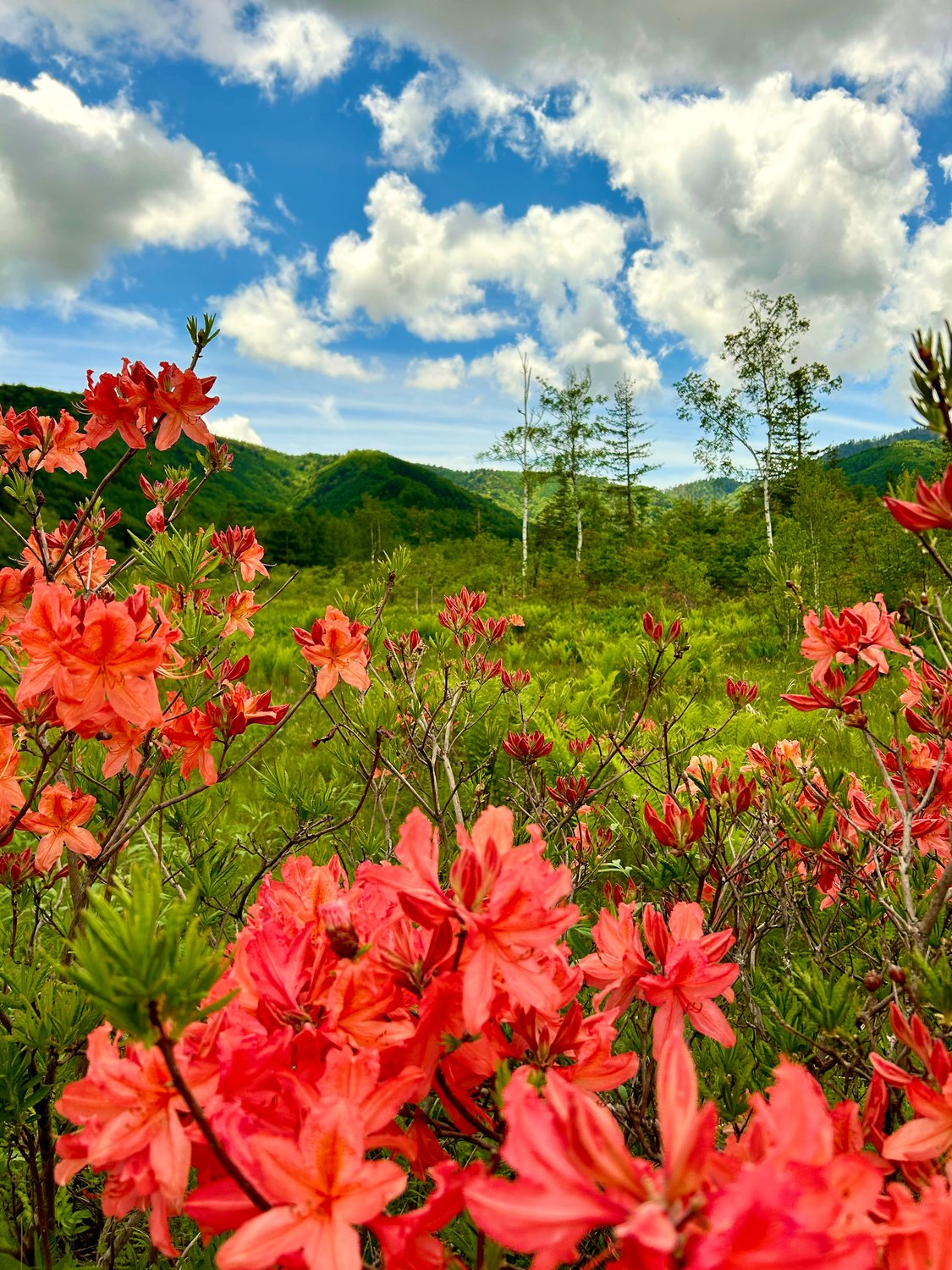 ★鮮やかな花々。