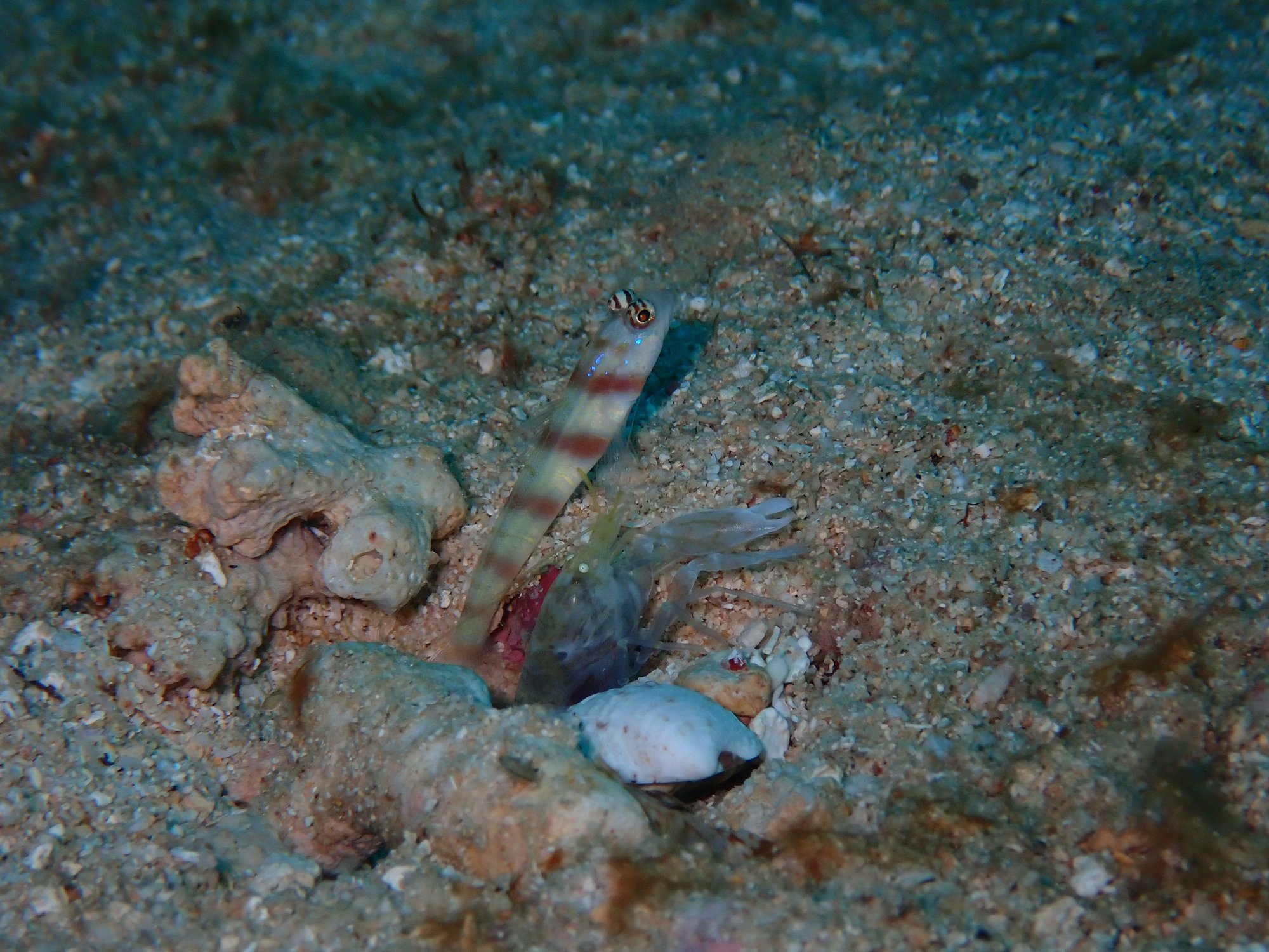 20210821 砂辺ビーチダイブ