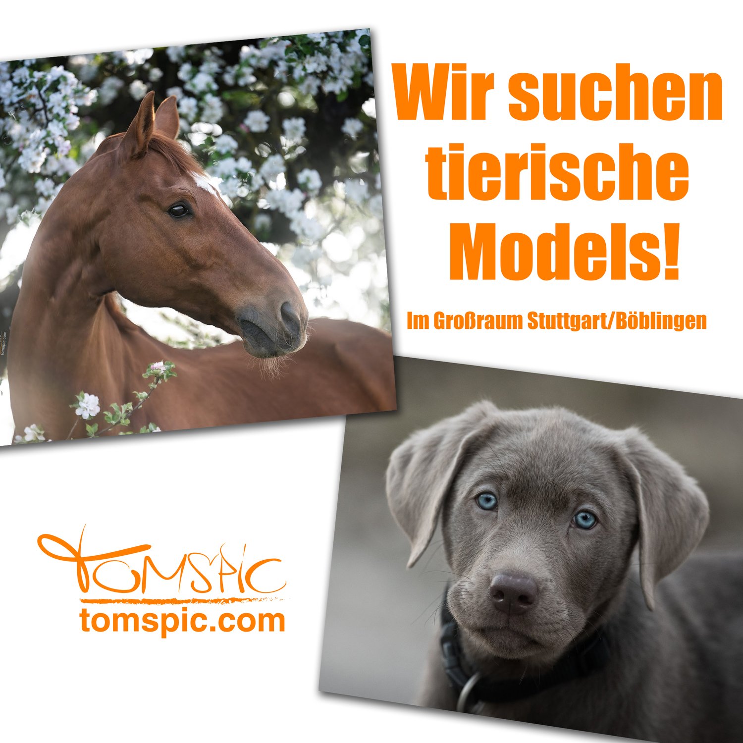Wir suchen tierische Models!