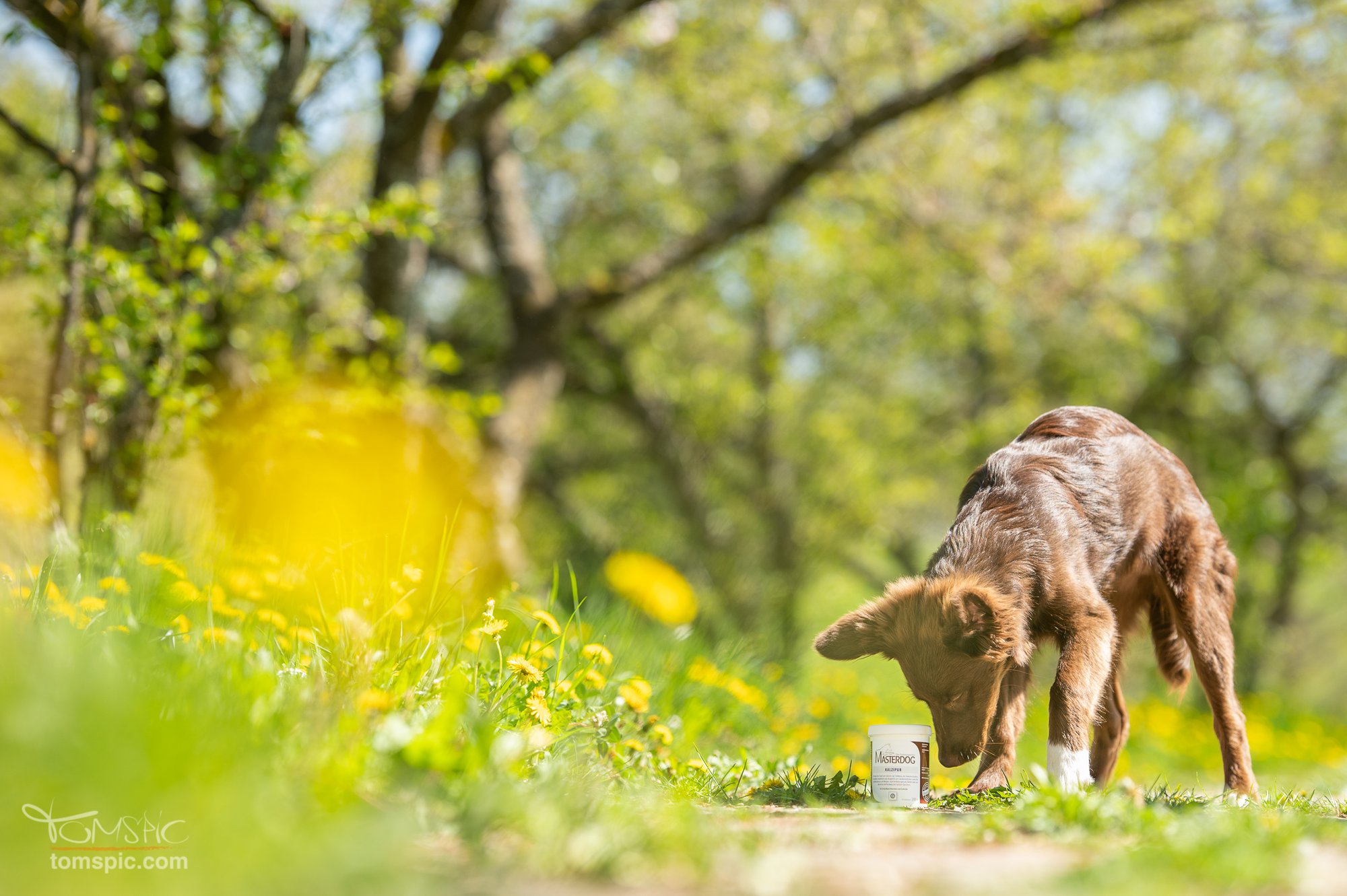 Welpenshooting für Masterdog
