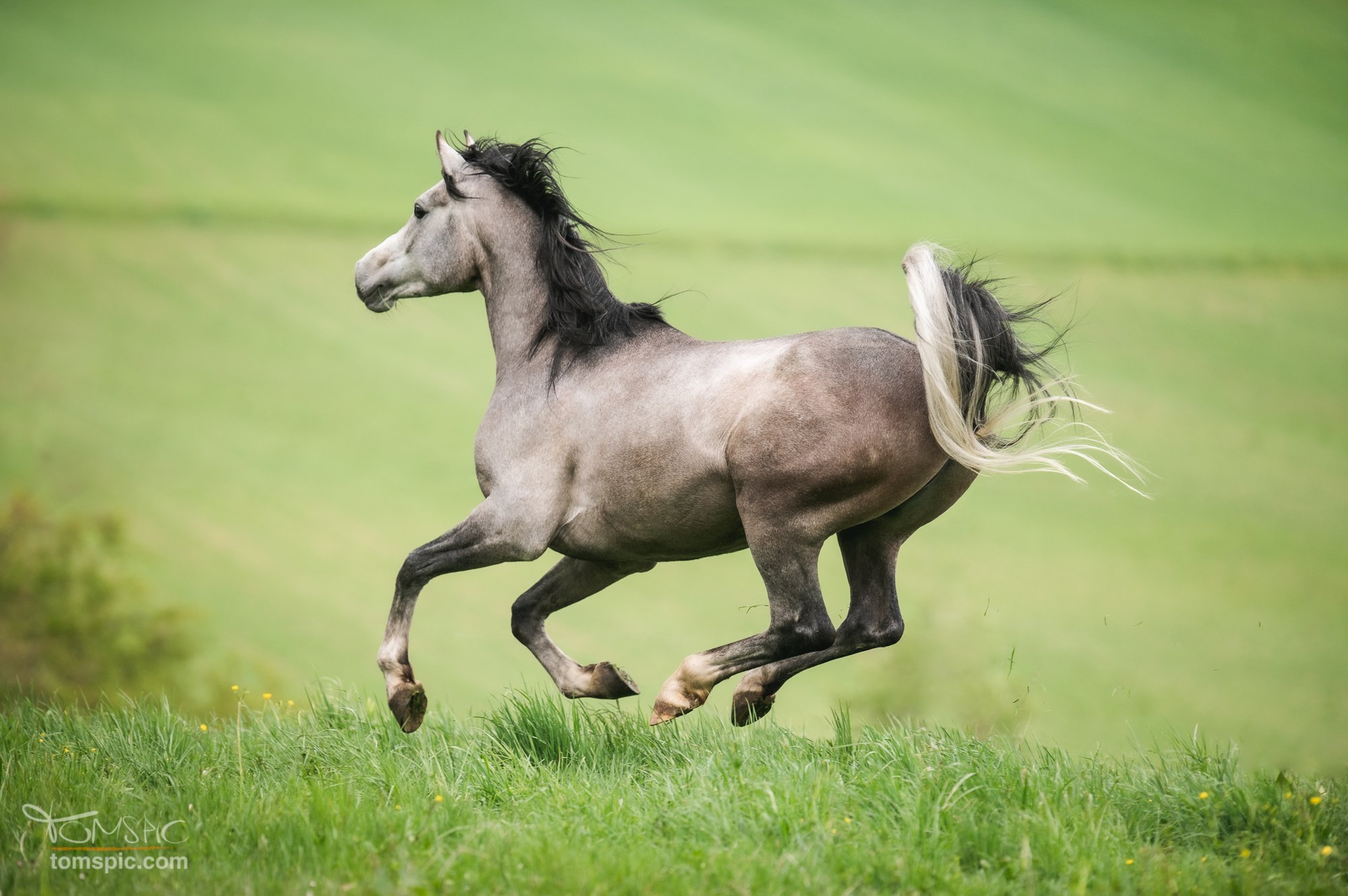 Pferdeshooting in Weil der Stadt