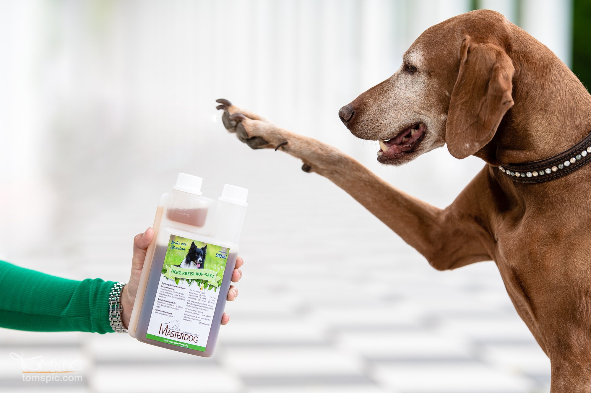 Weitere Hundeshootings für Masterdog