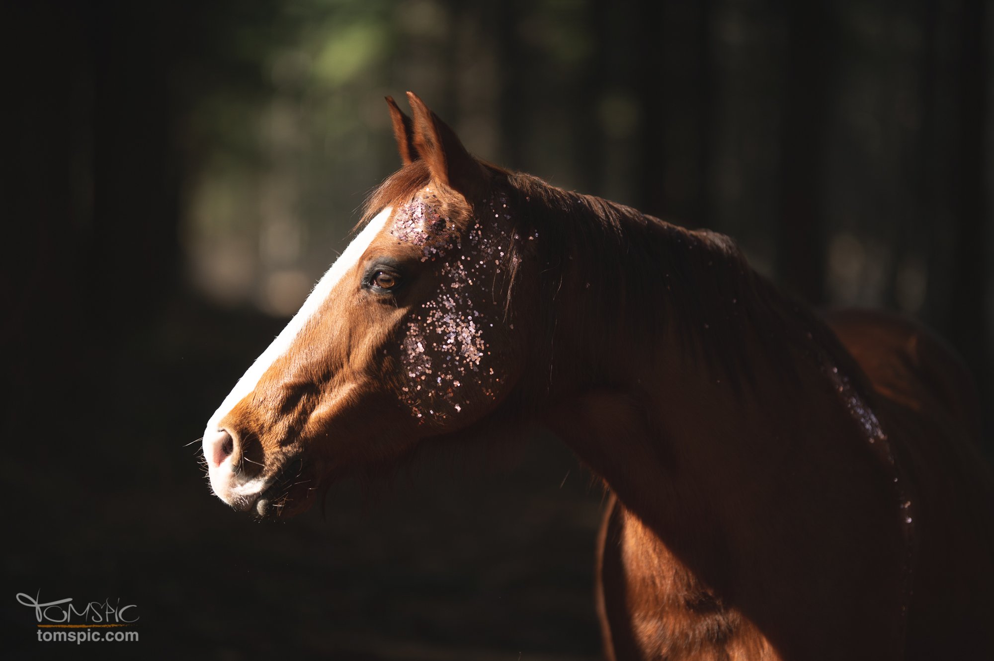 Glitzershooting mit Monza | Pferdefotografie Weil der Stadt
