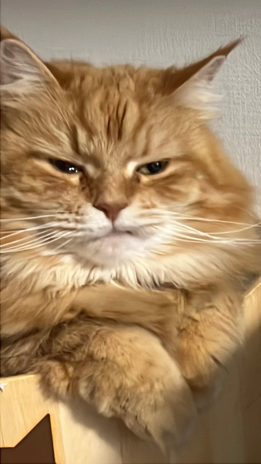 ぶりちゃんちゃちゃちゃん