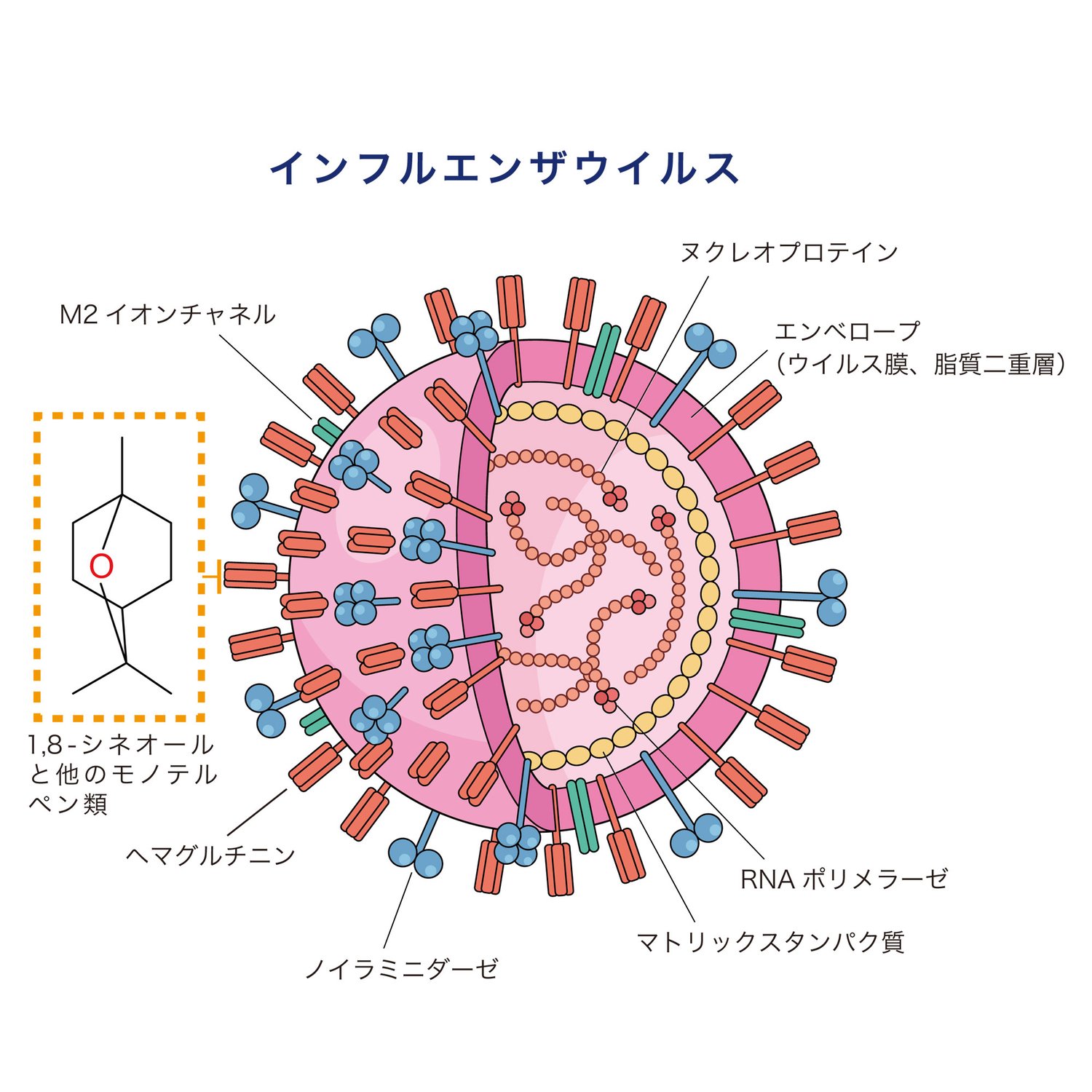 ユーカリの抗ウイルス成分について