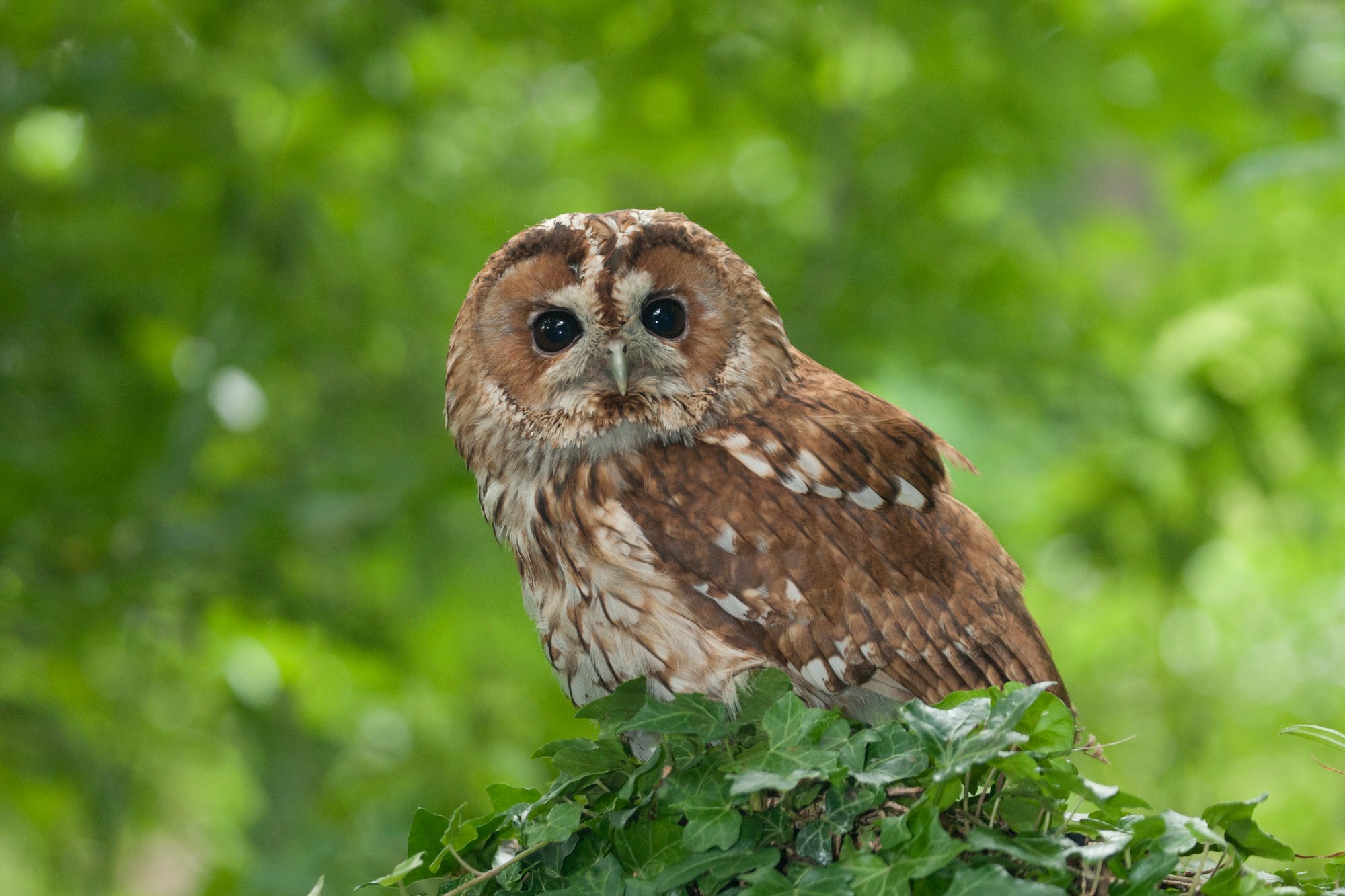Eulen und Greifvögel auf Brautschau