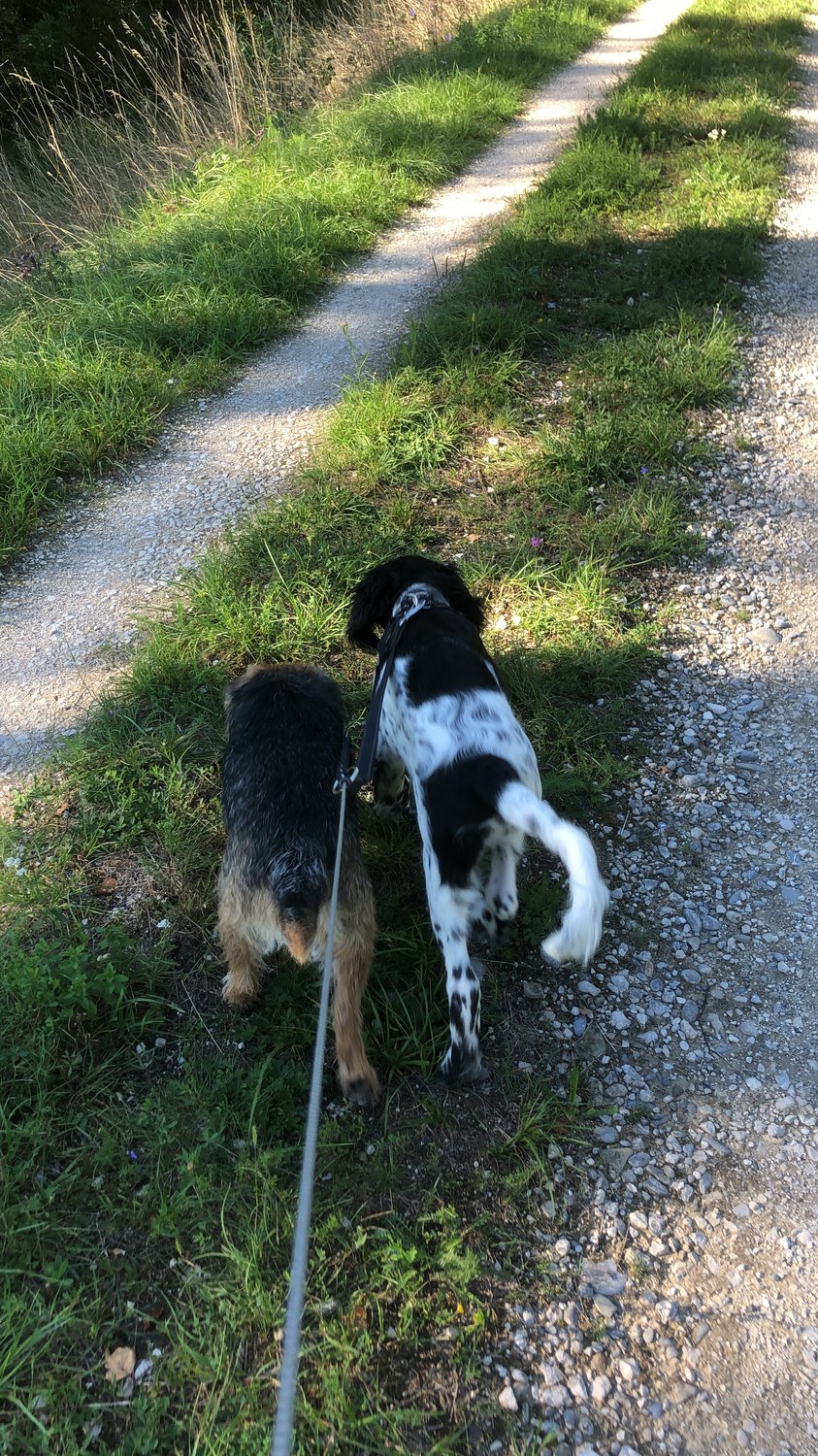 Spaziergang mit und ohne Hund genießen!