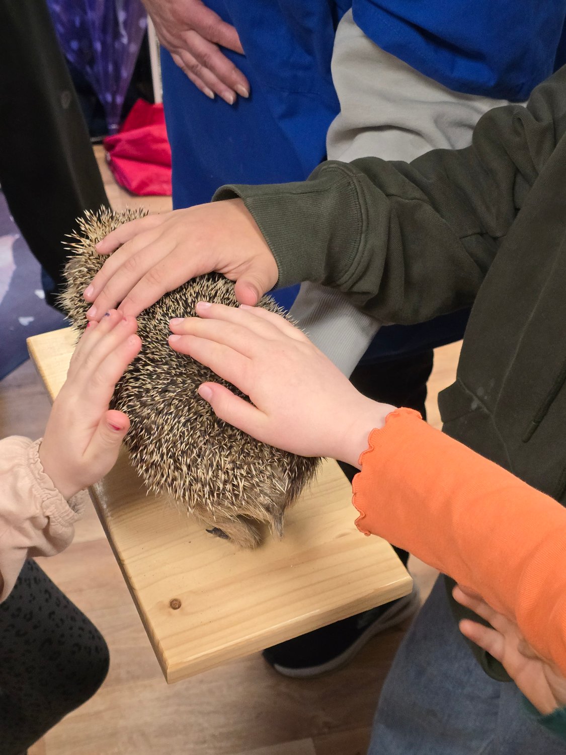 Dem Igel auf der Spur