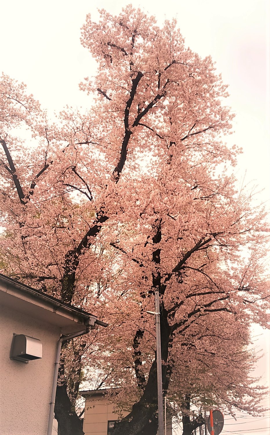 桜が咲くとサチコを思い出す・・・