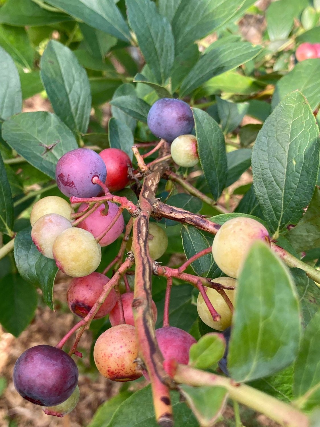【アクション飛駒】「あさきちブルーベリーファーム」に行ってきました❗️